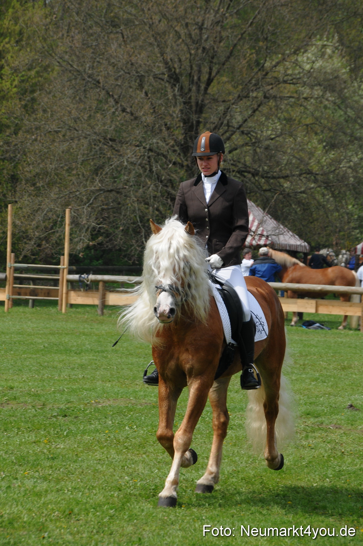 Haflingertreffen Neumarkt 010513 0087