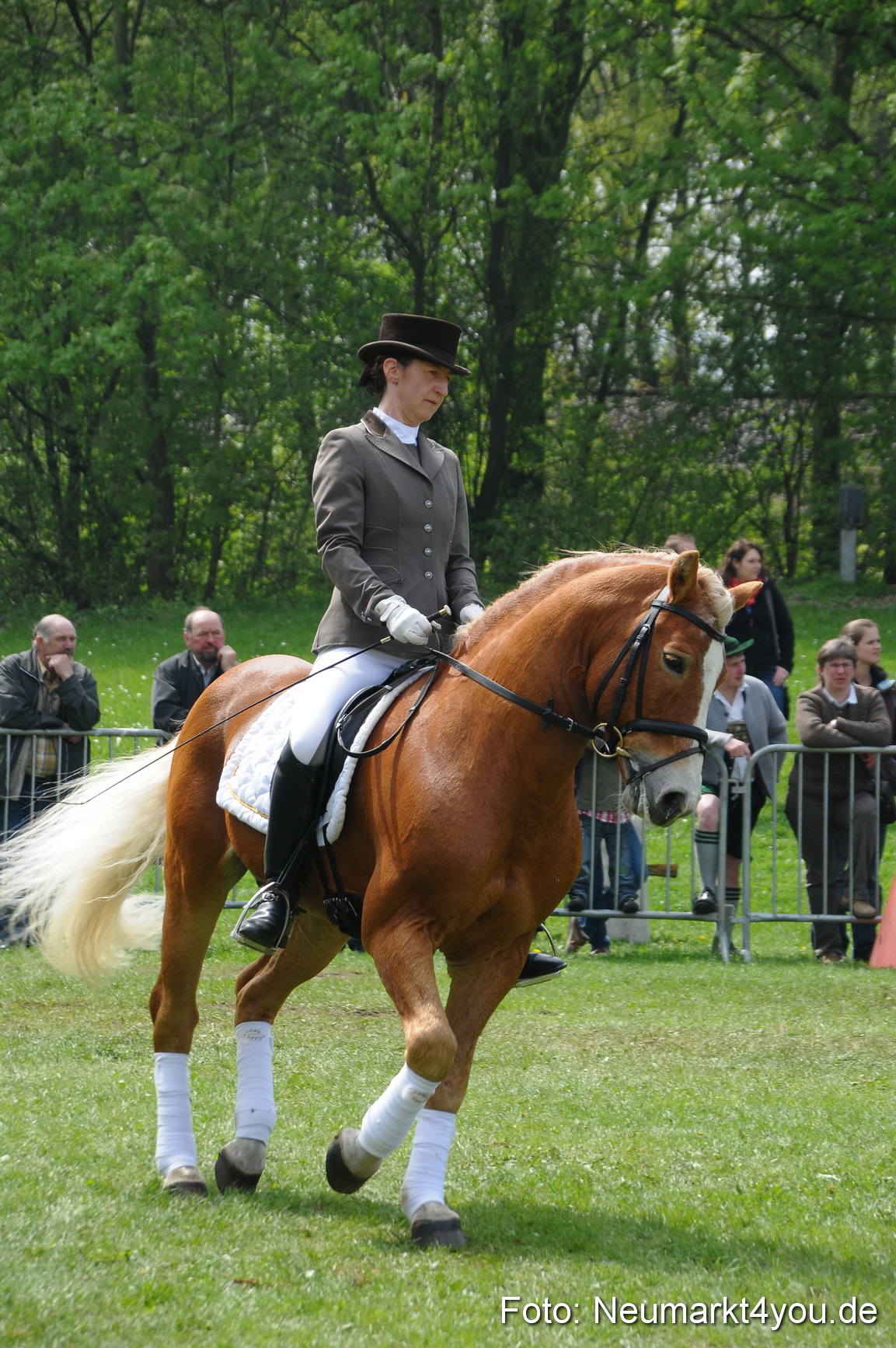 Haflingertreffen Neumarkt 010513 0089