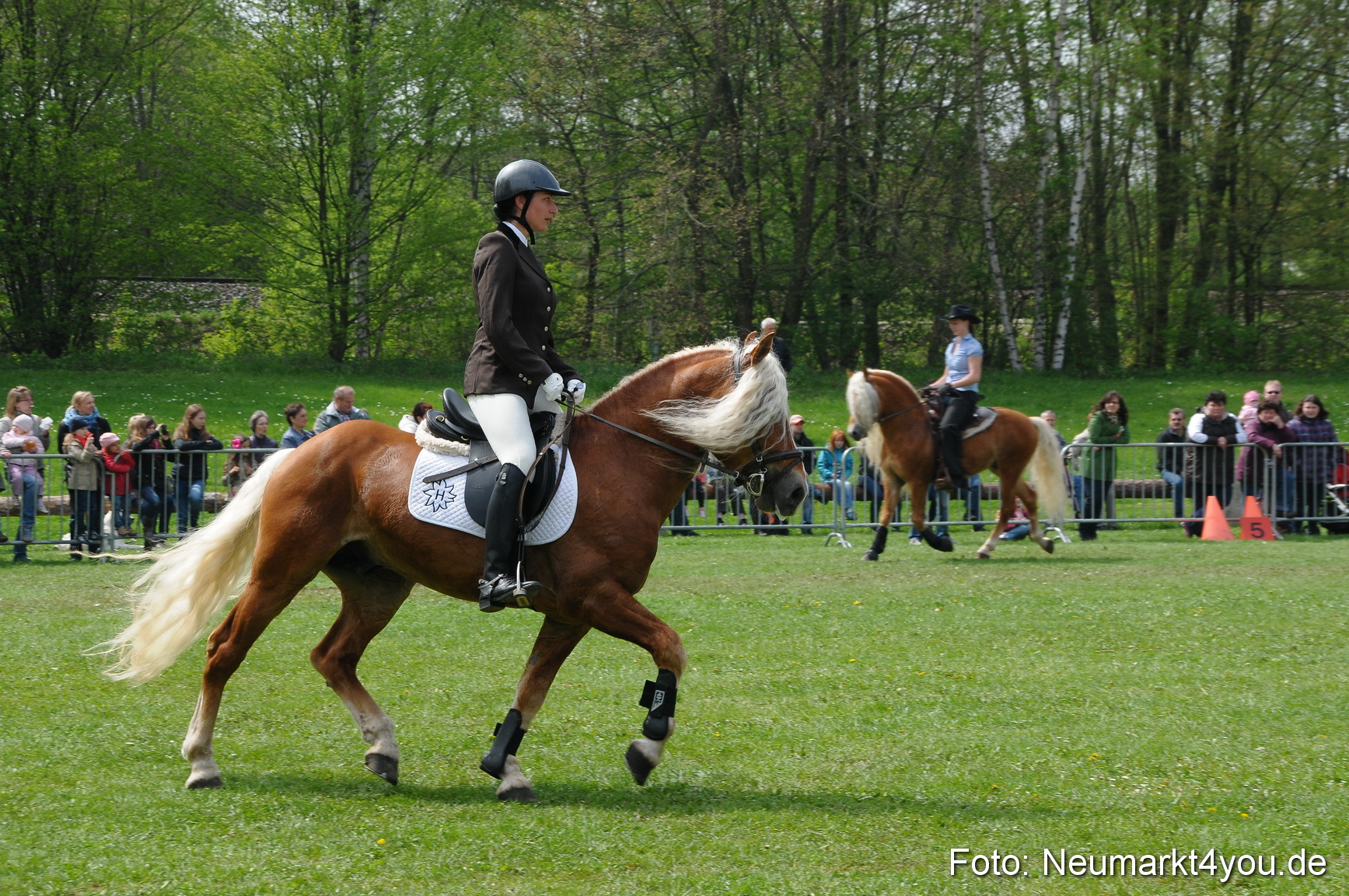 Haflingertreffen Neumarkt 010513 0090