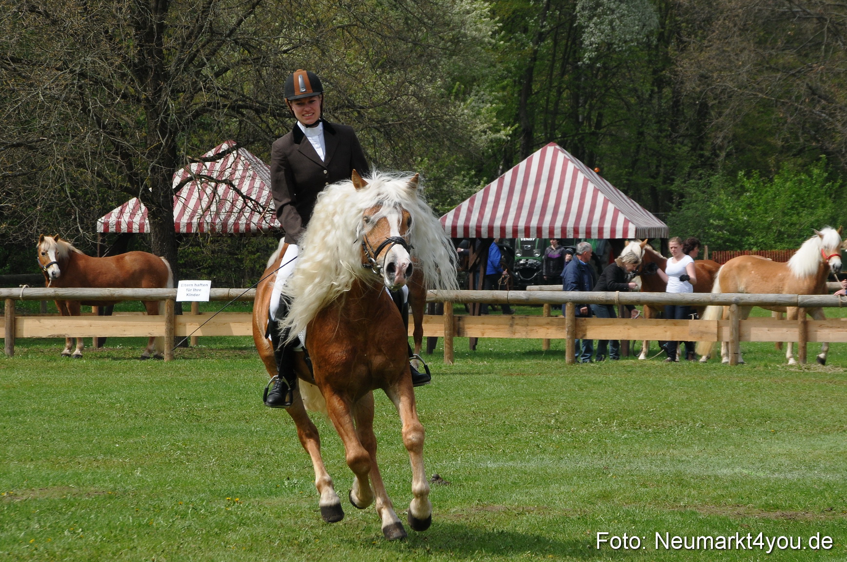 Haflingertreffen Neumarkt 010513 0096