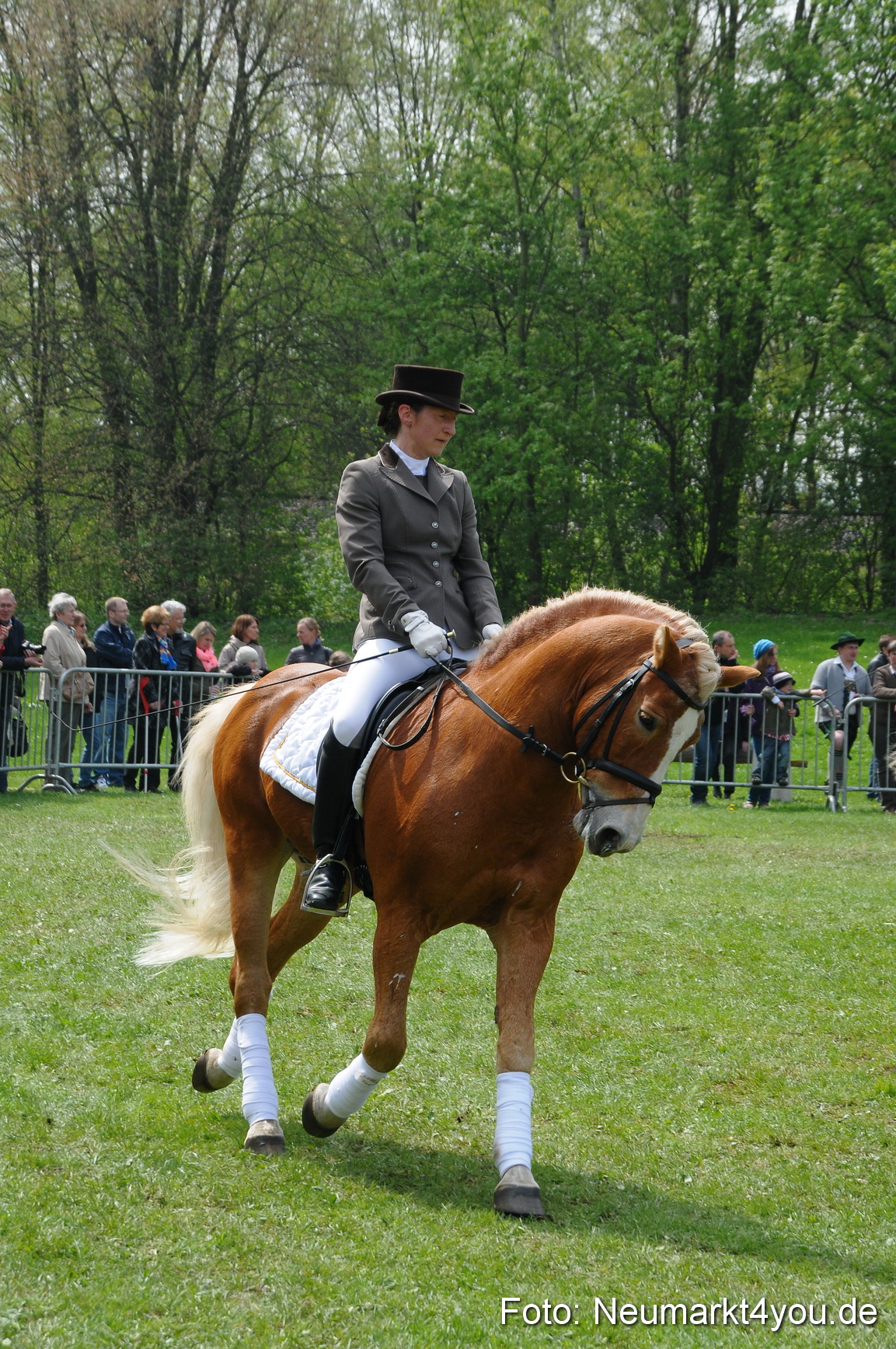 Haflingertreffen Neumarkt 010513 0099