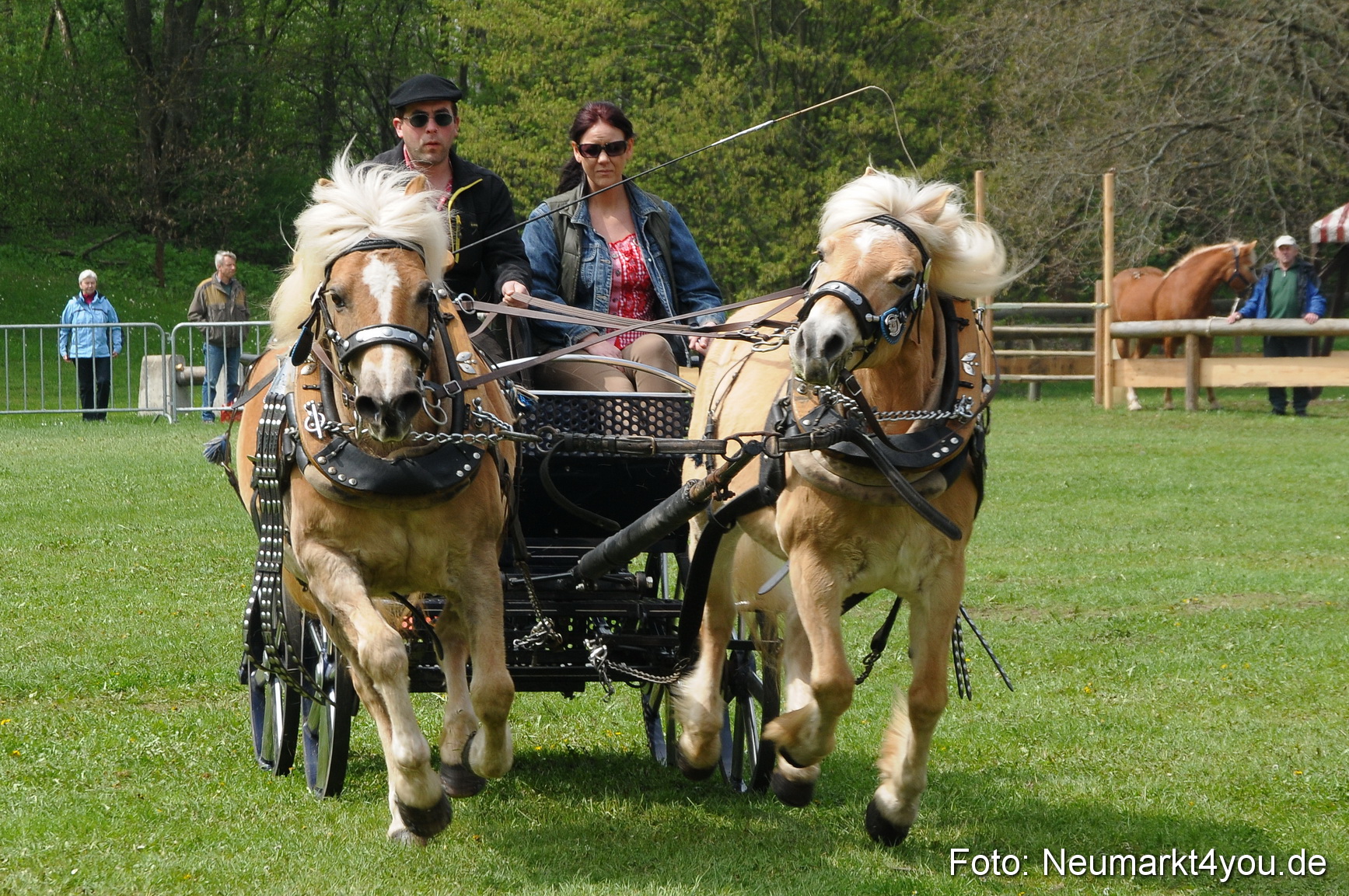 Haflingertreffen Neumarkt 010513 0103