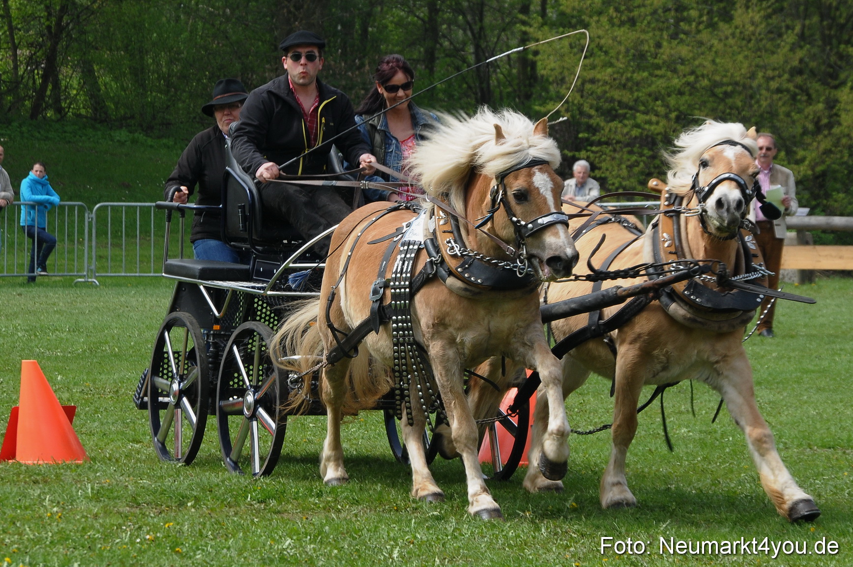 Haflingertreffen Neumarkt 010513 0104