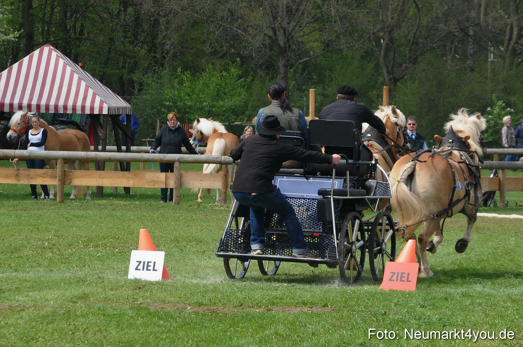 Haflingertreffen Neumarkt 010513 0105