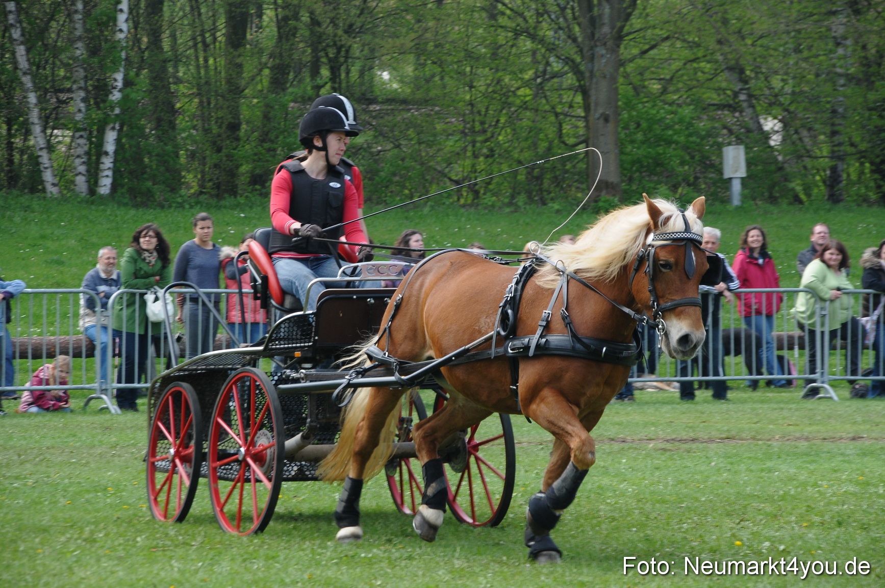 Haflingertreffen Neumarkt 010513 0109