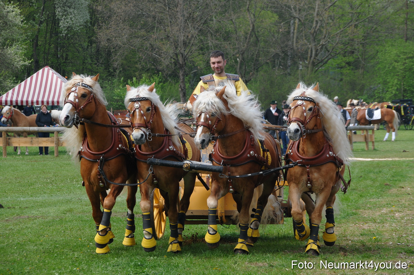 Haflingertreffen Neumarkt 010513 0110