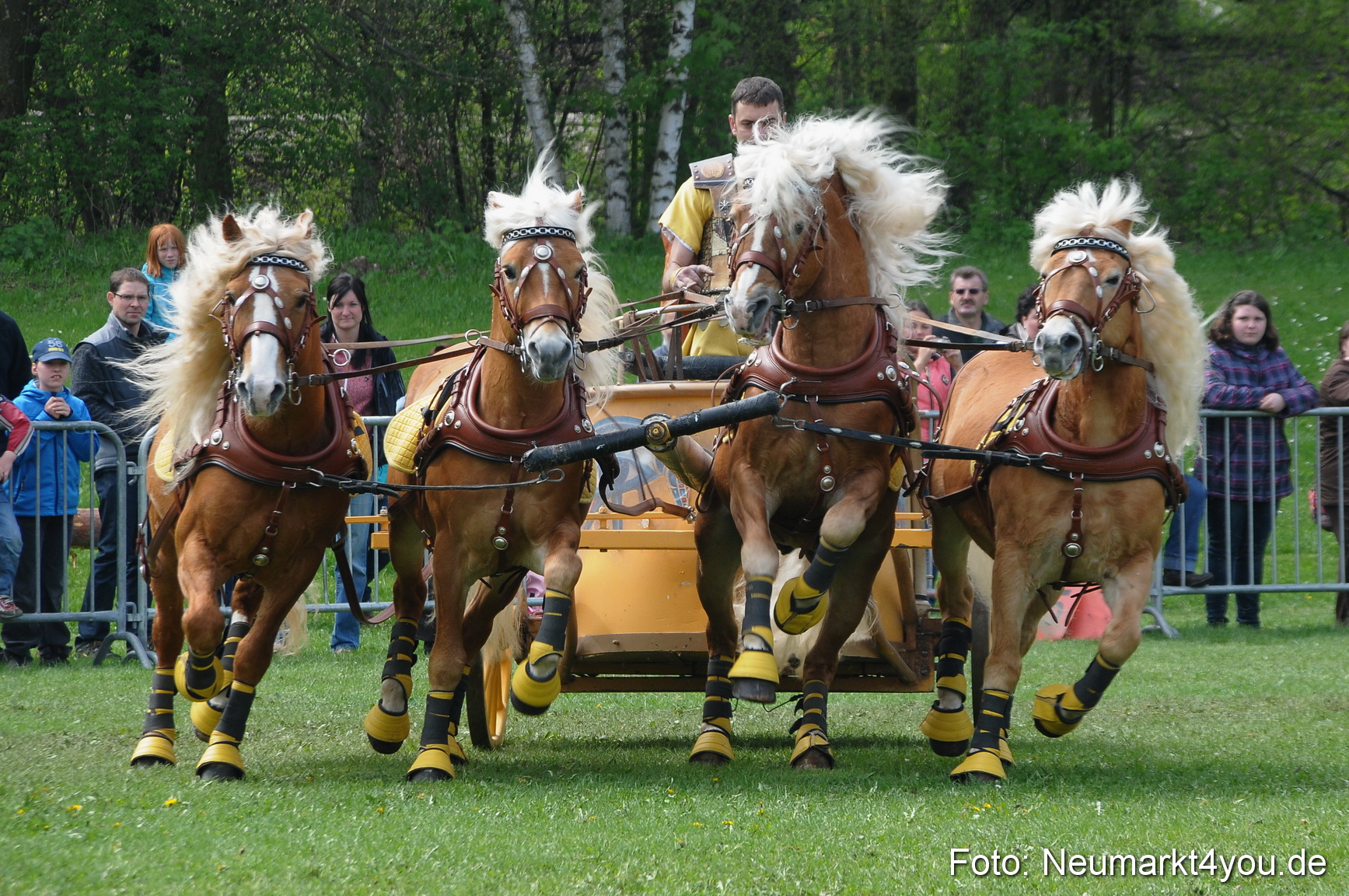 Haflingertreffen Neumarkt 010513 0113