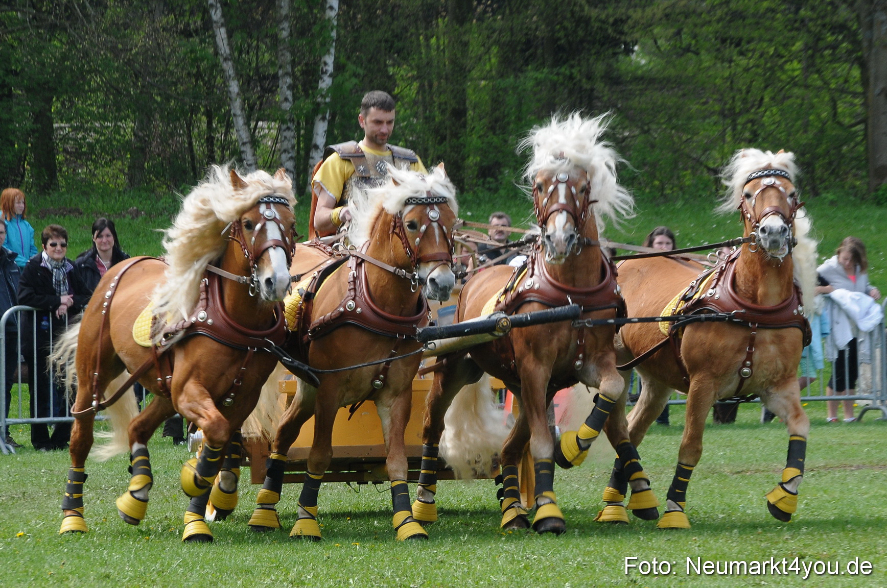 Haflingertreffen Neumarkt 010513 0114
