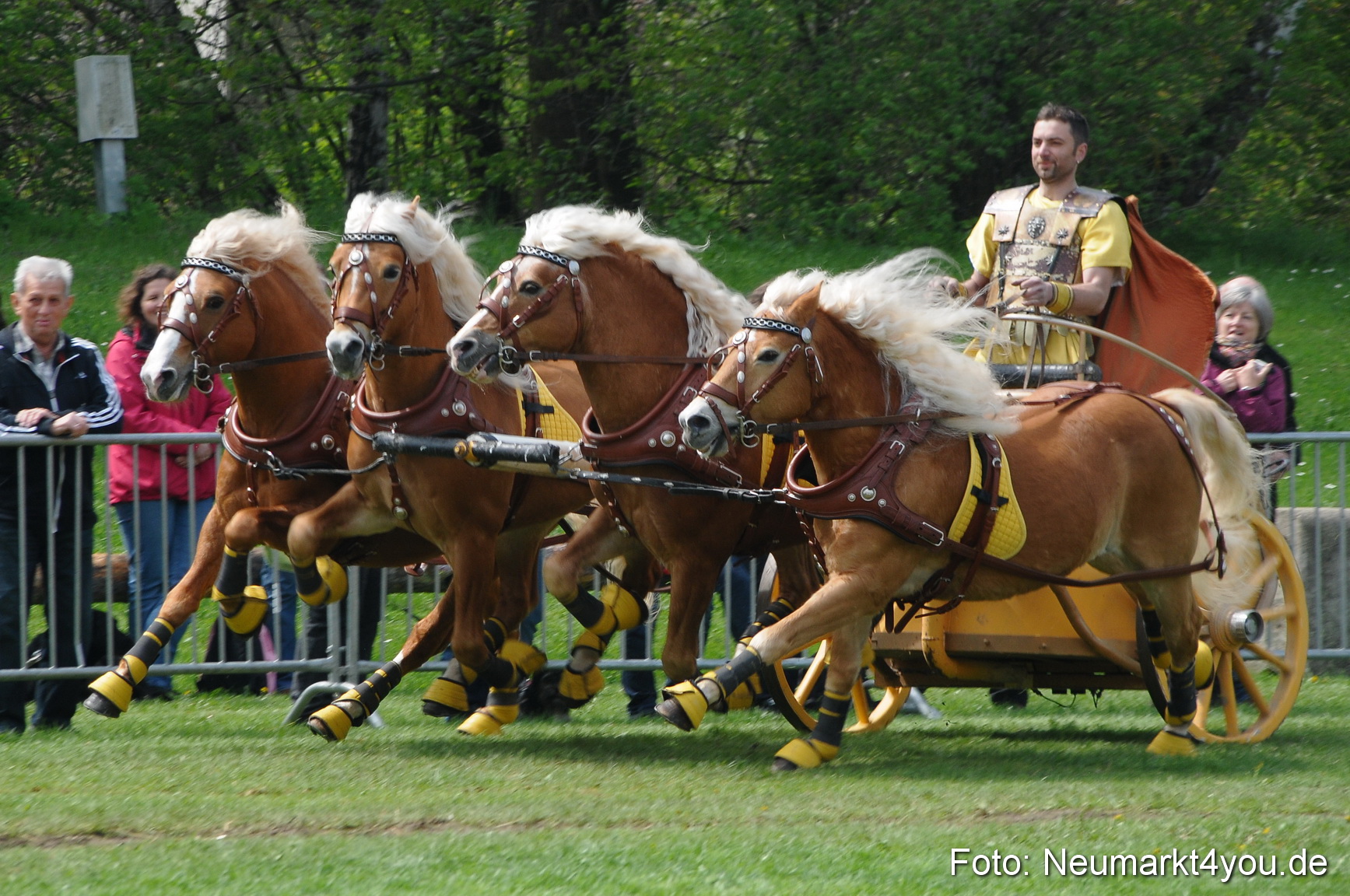 Haflingertreffen Neumarkt 010513 0117