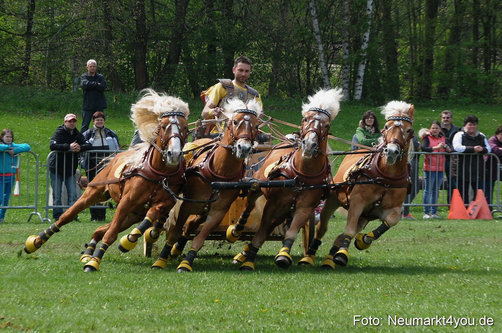 Haflingertreffen Neumarkt 010513 0119