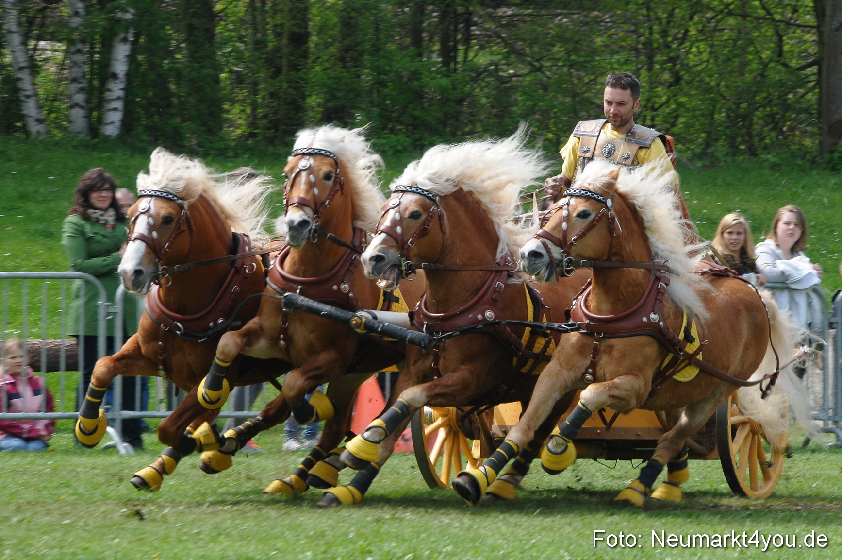 Haflingertreffen Neumarkt 010513 0121