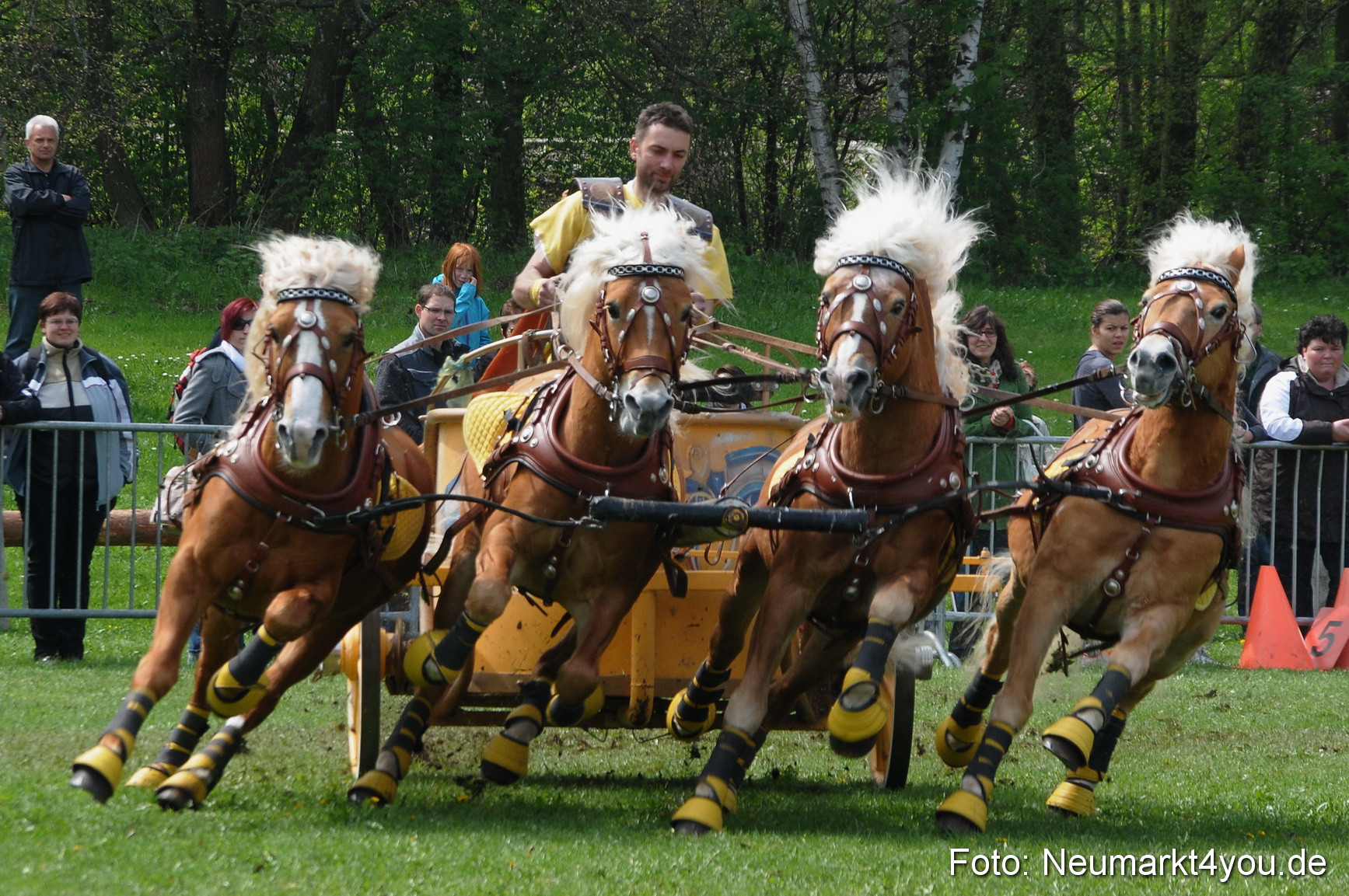Haflingertreffen Neumarkt 010513 0122