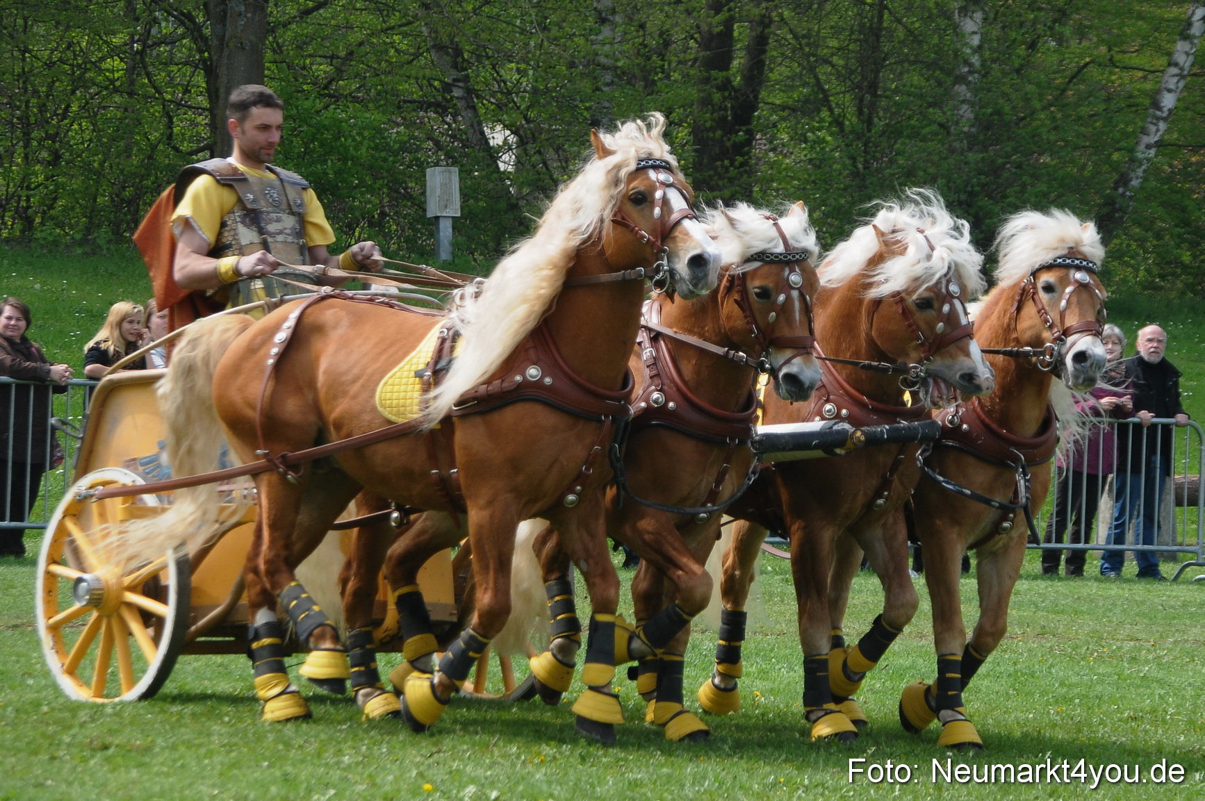 Haflingertreffen Neumarkt 010513 0124