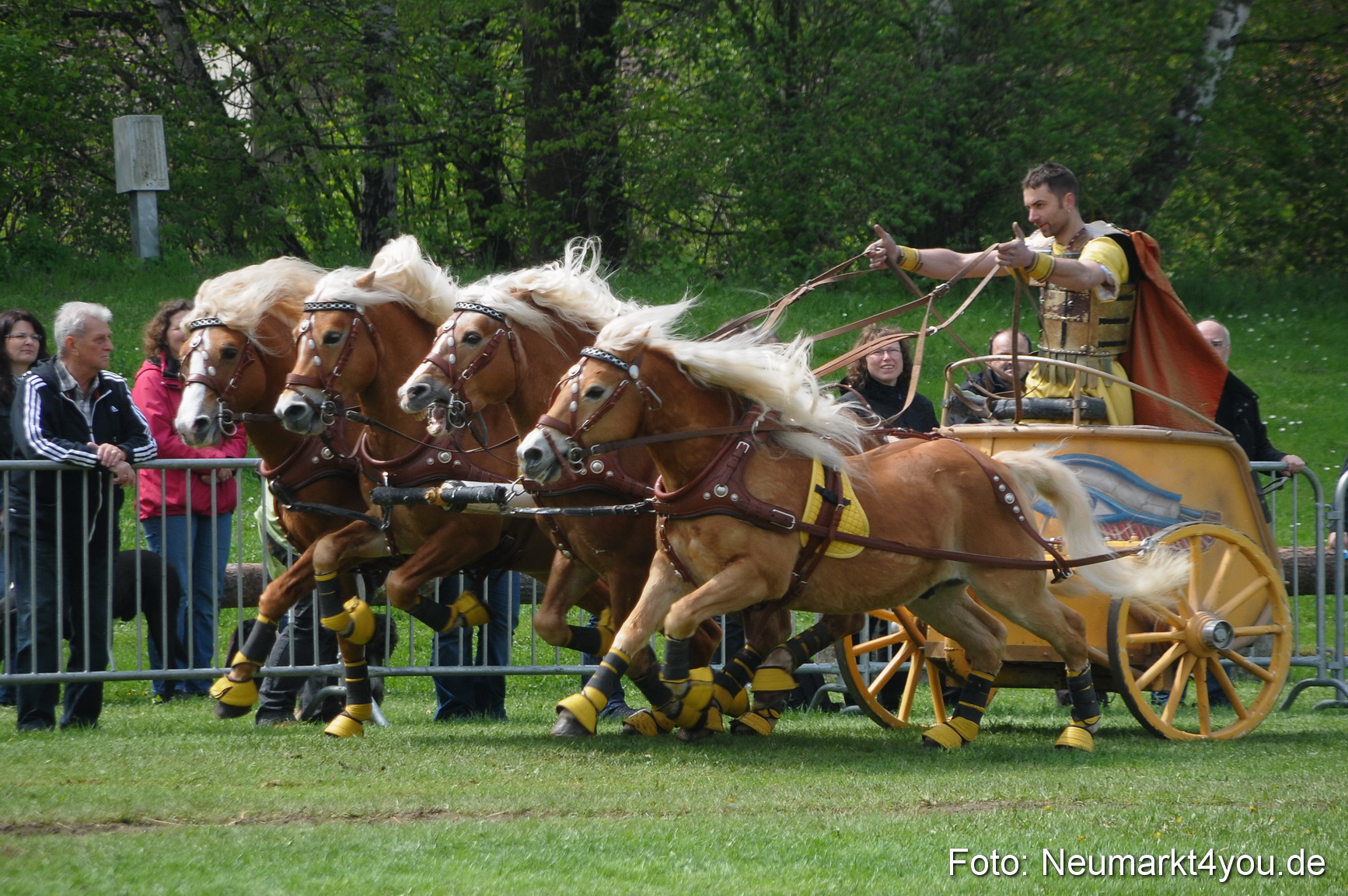 Haflingertreffen Neumarkt 010513 0125
