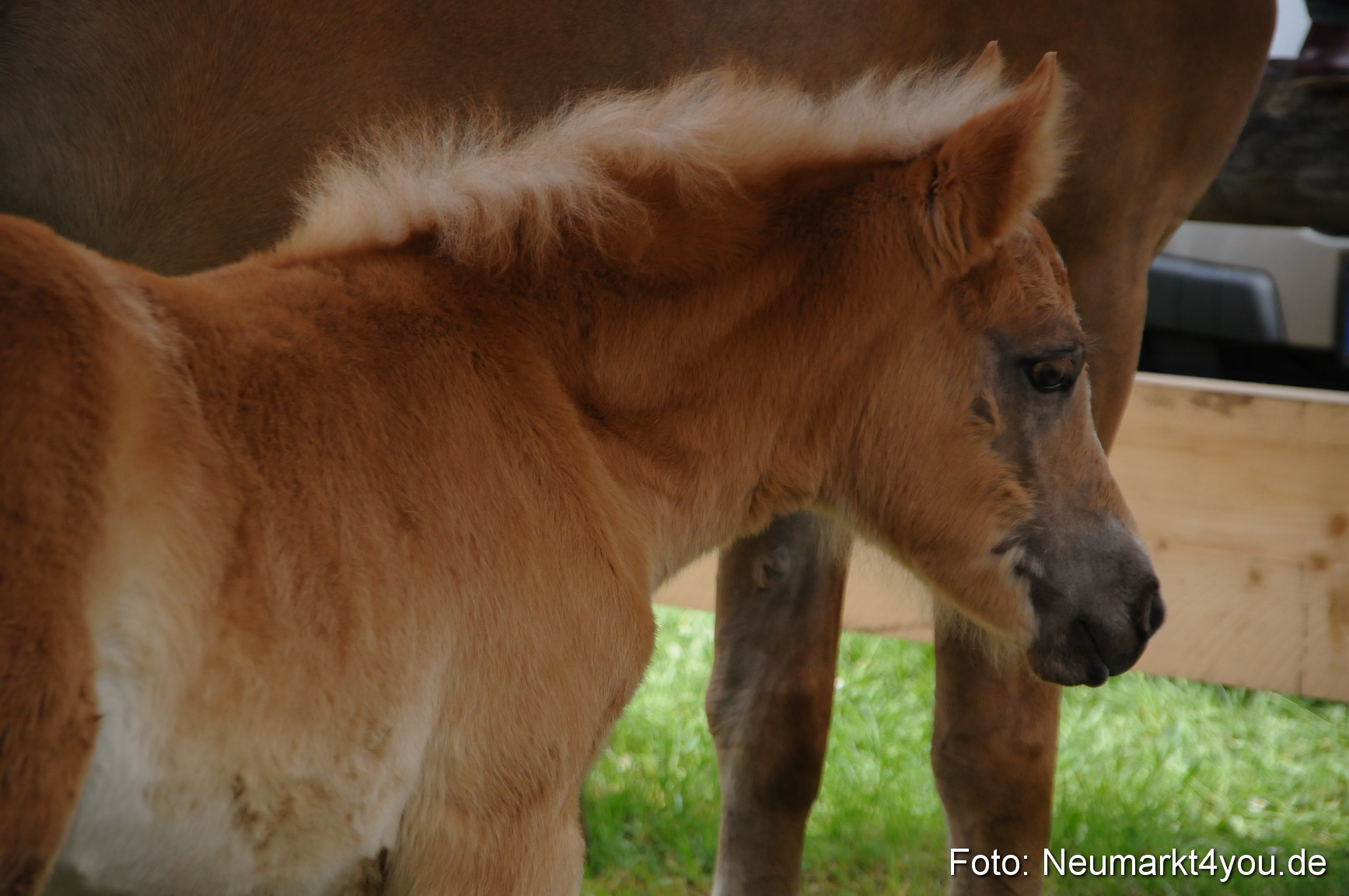 Haflingertreffen Neumarkt 010513 0126