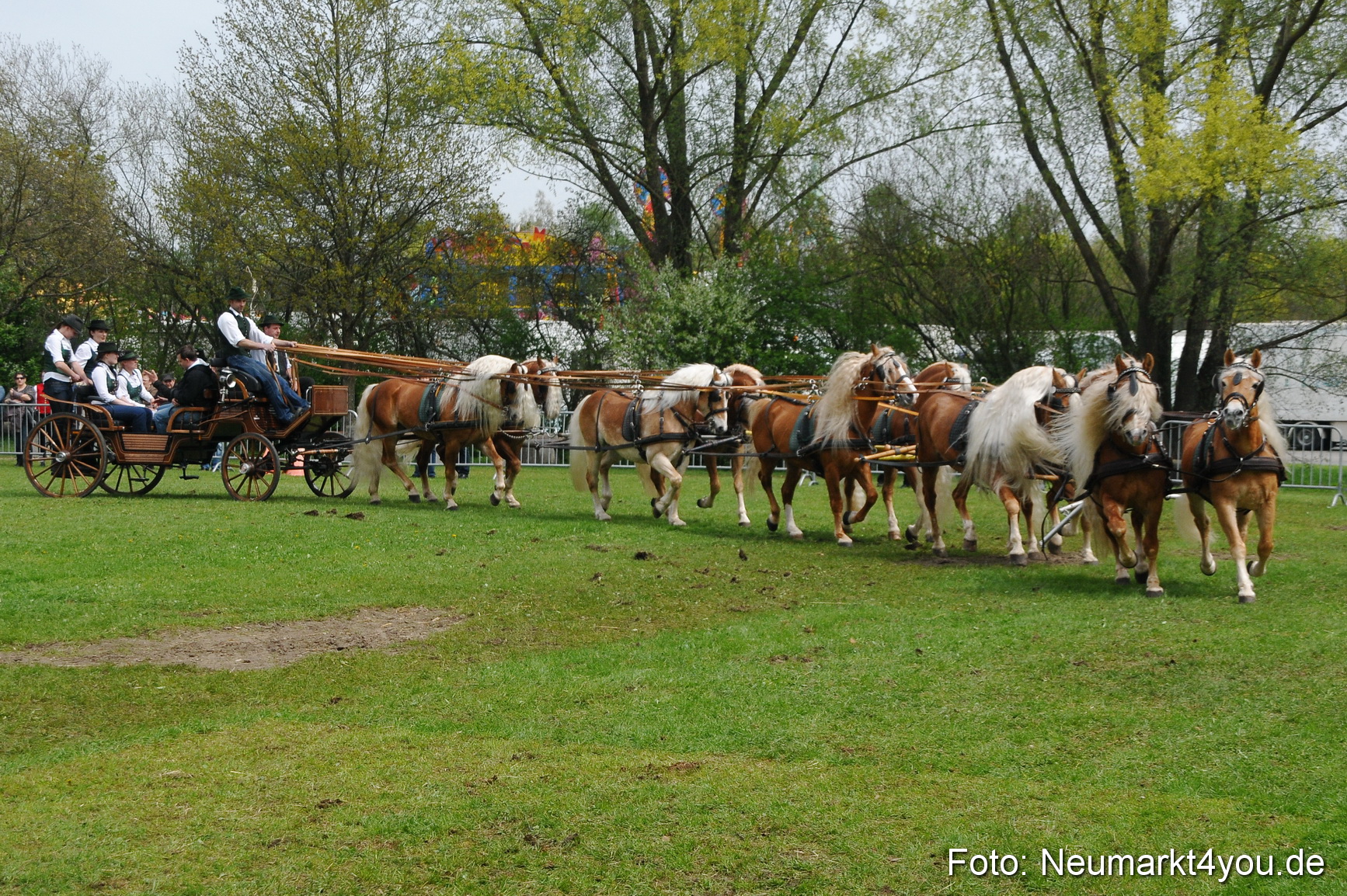 Haflingertreffen Neumarkt 010513 0128