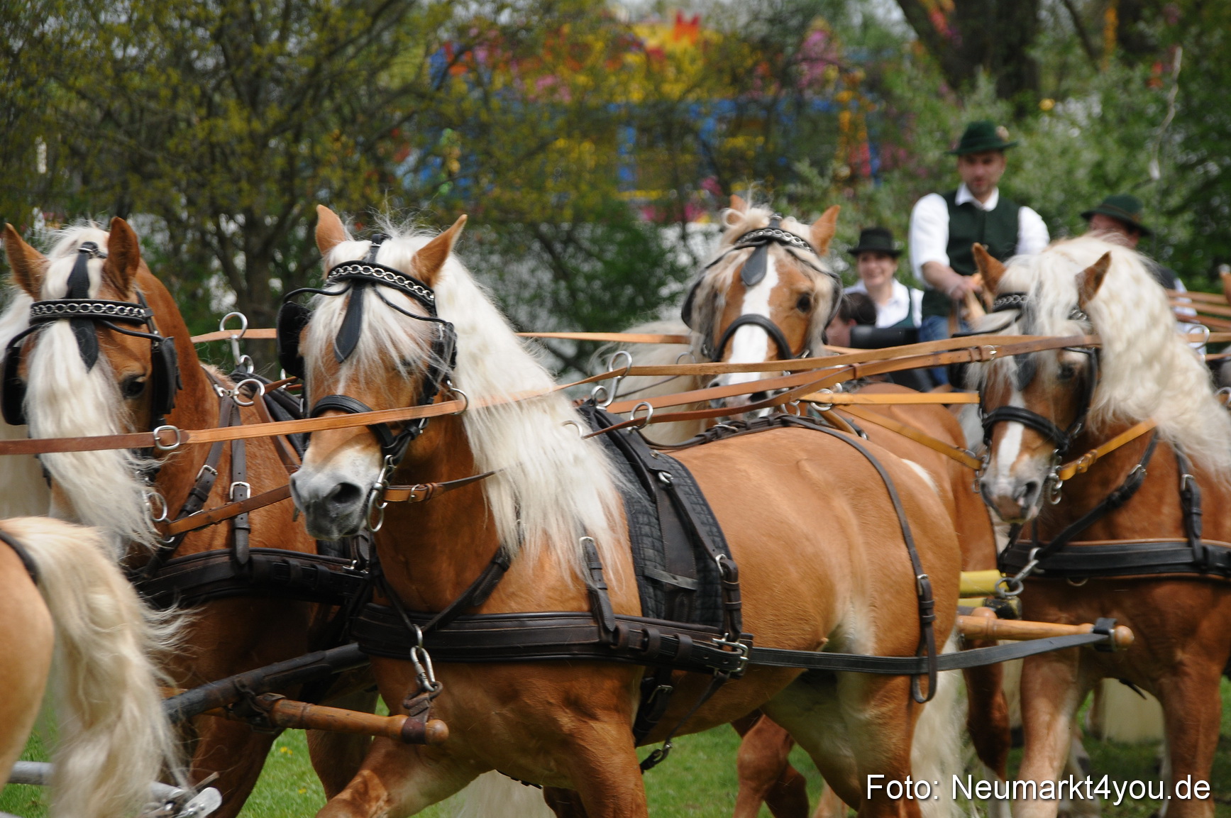 Haflingertreffen Neumarkt 010513 0129