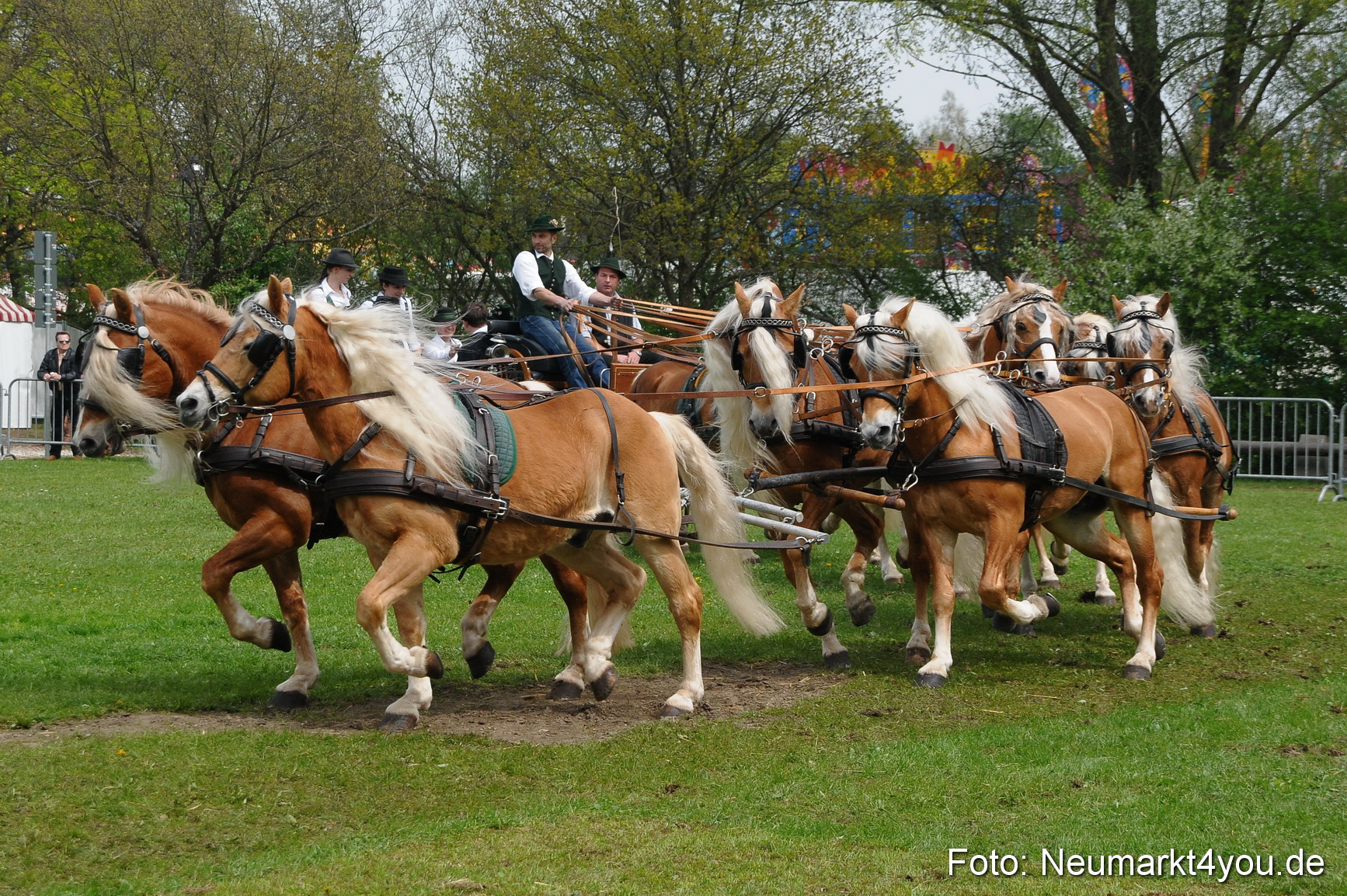 Haflingertreffen Neumarkt 010513 0131