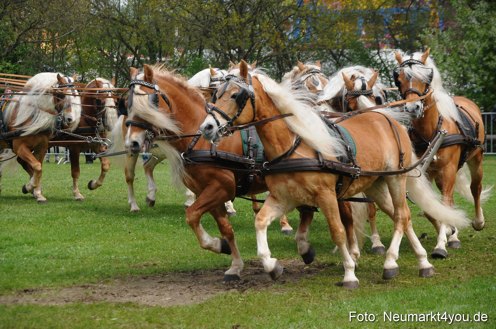 Haflingertreffen Neumarkt 010513 0133