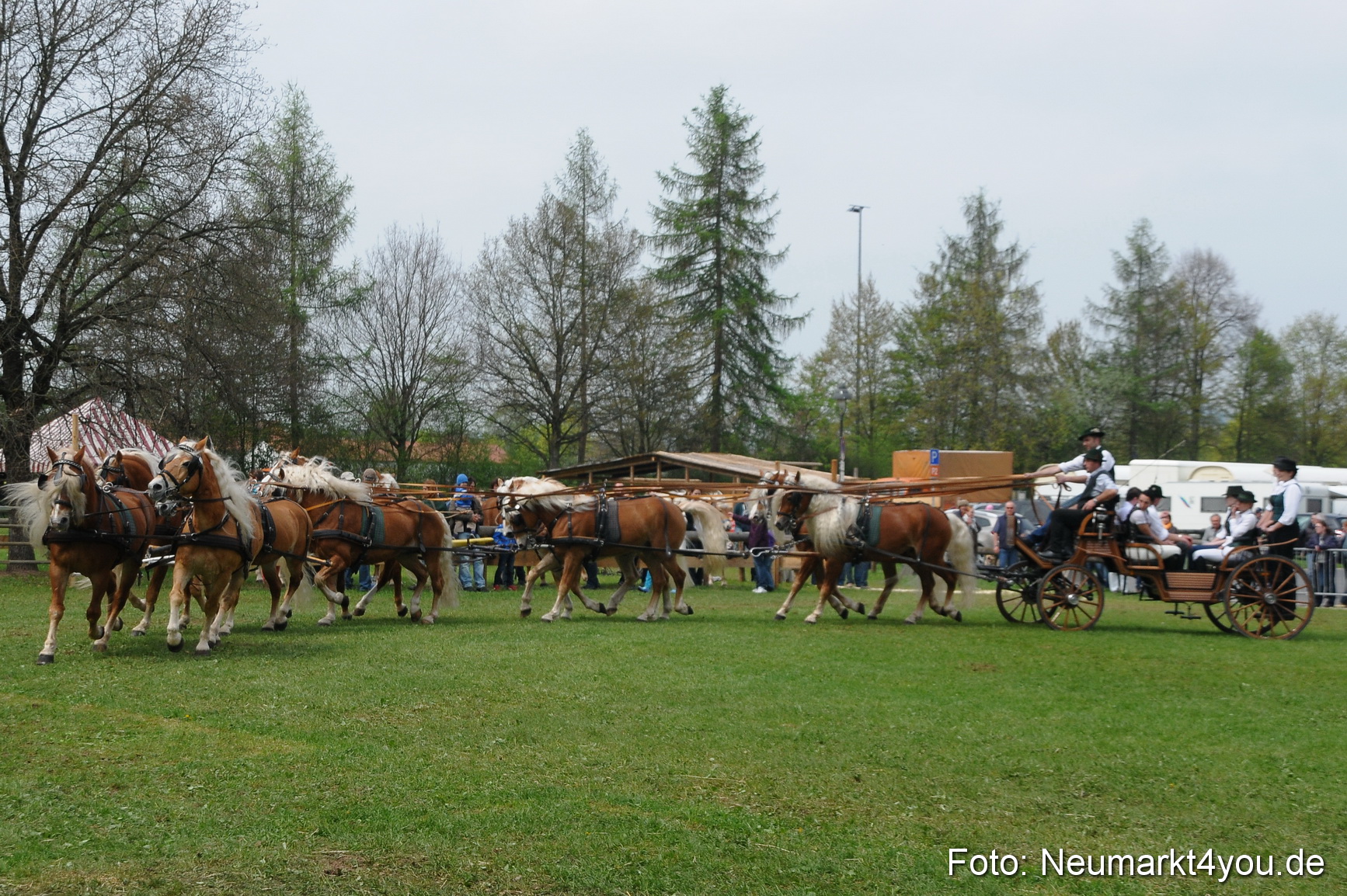 Haflingertreffen Neumarkt 010513 0134