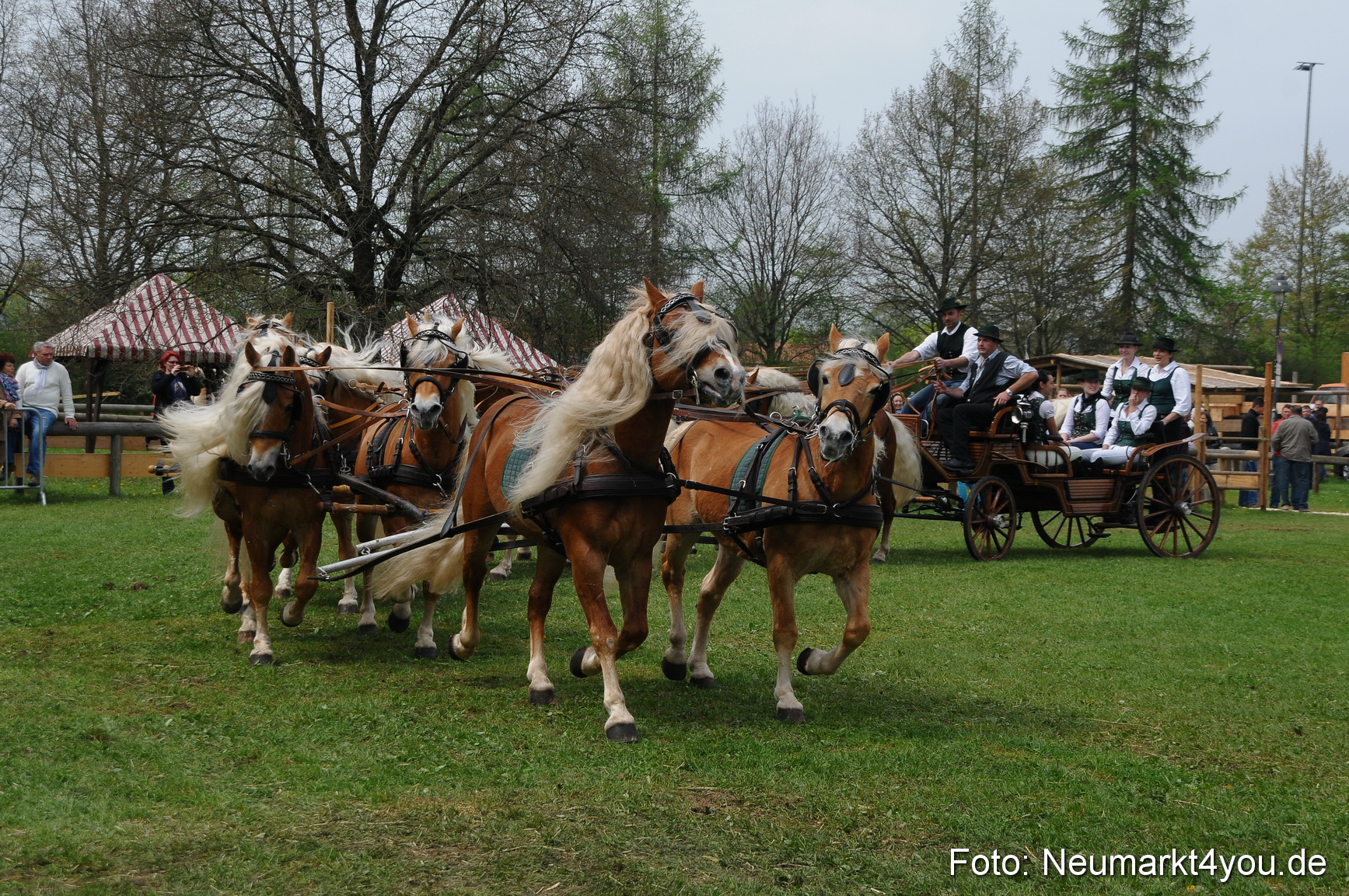 Haflingertreffen Neumarkt 010513 0135