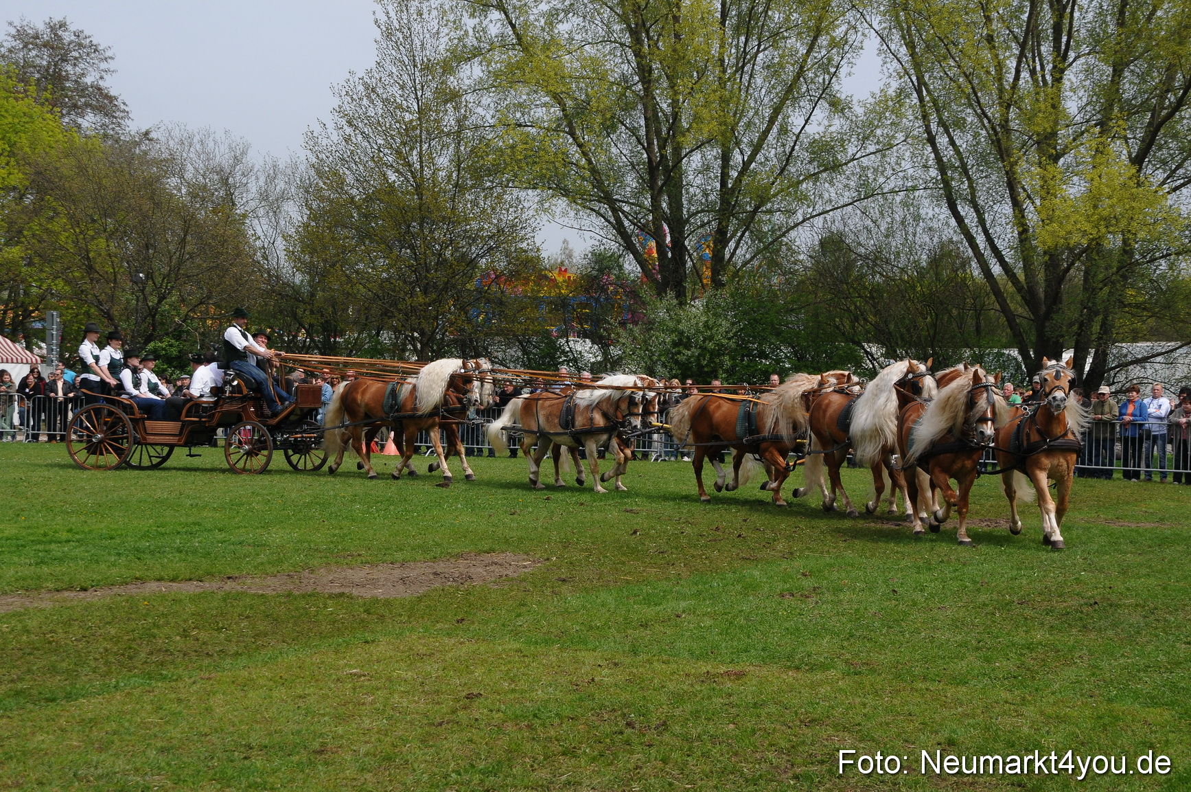 Haflingertreffen Neumarkt 010513 0138