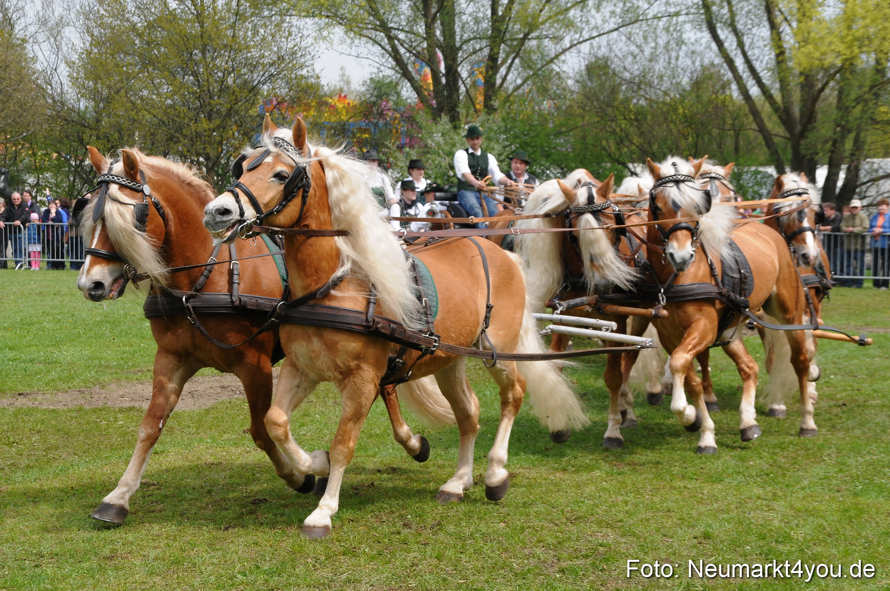 Haflingertreffen Neumarkt 010513 0139