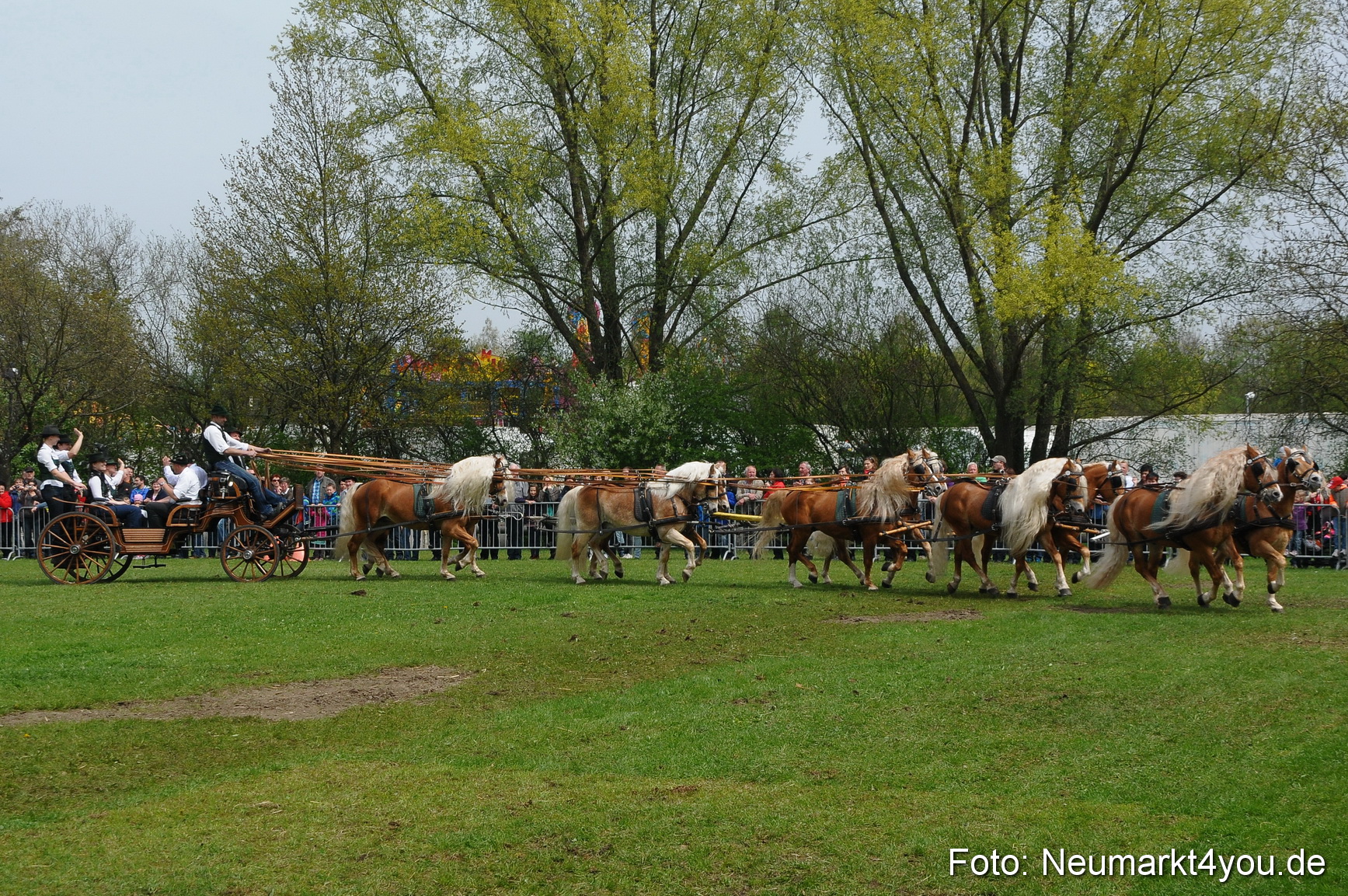 Haflingertreffen Neumarkt 010513 0140
