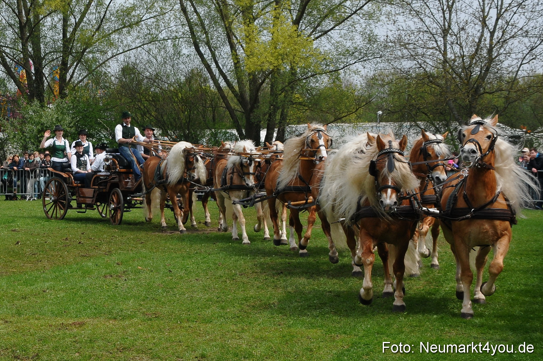Haflingertreffen Neumarkt 010513 0141