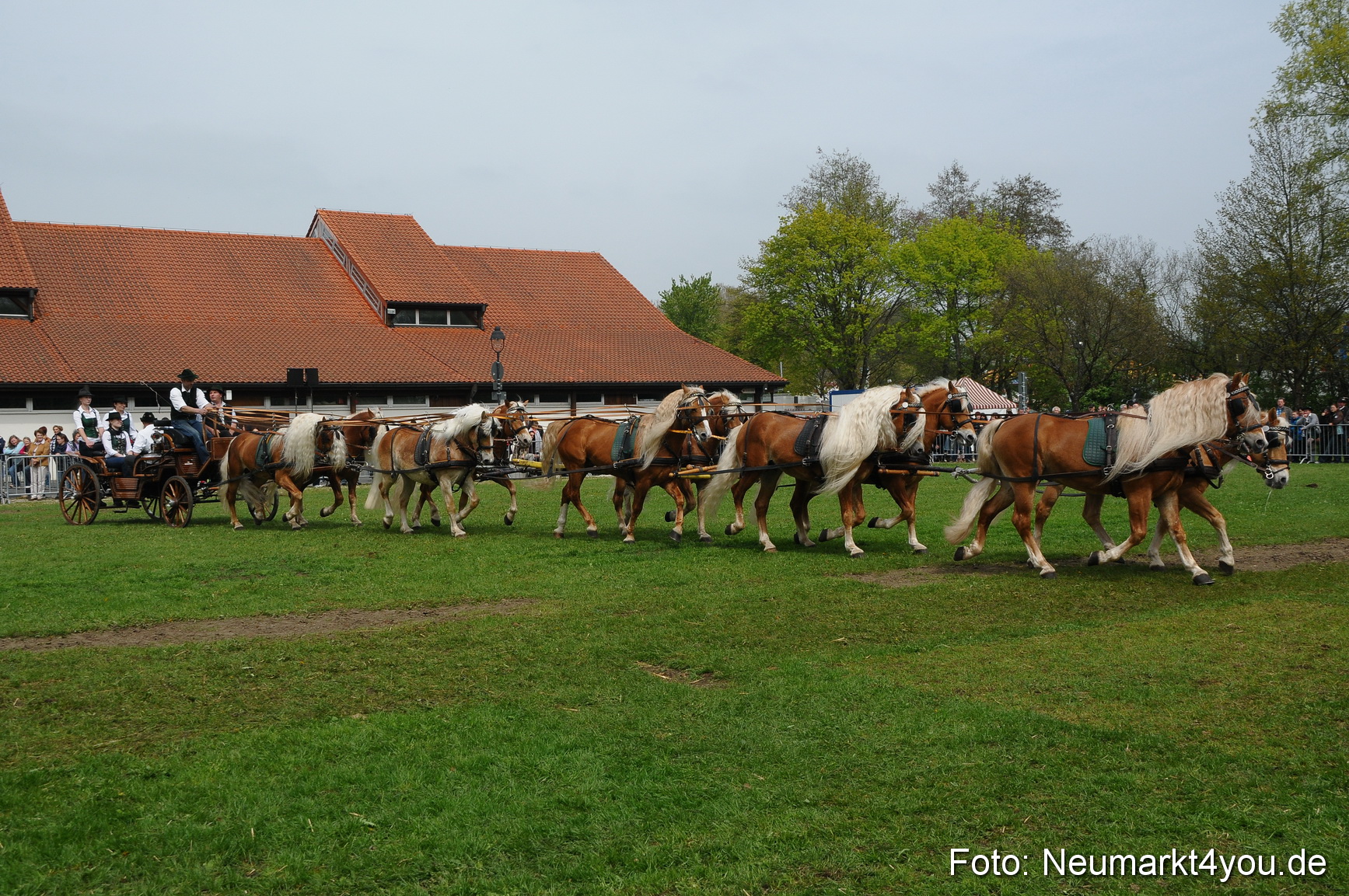 Haflingertreffen Neumarkt 010513 0143