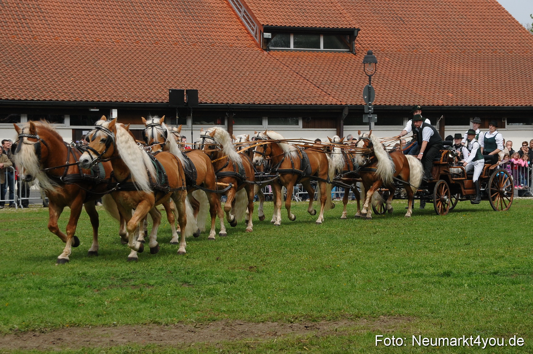 Haflingertreffen Neumarkt 010513 0144