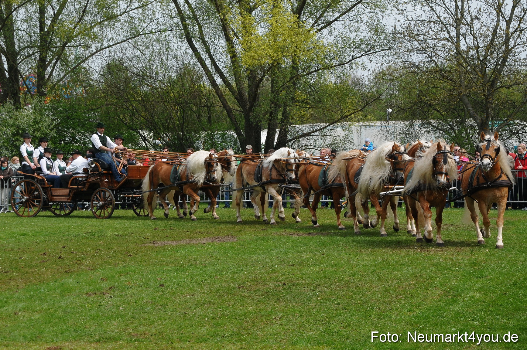 Haflingertreffen Neumarkt 010513 0145