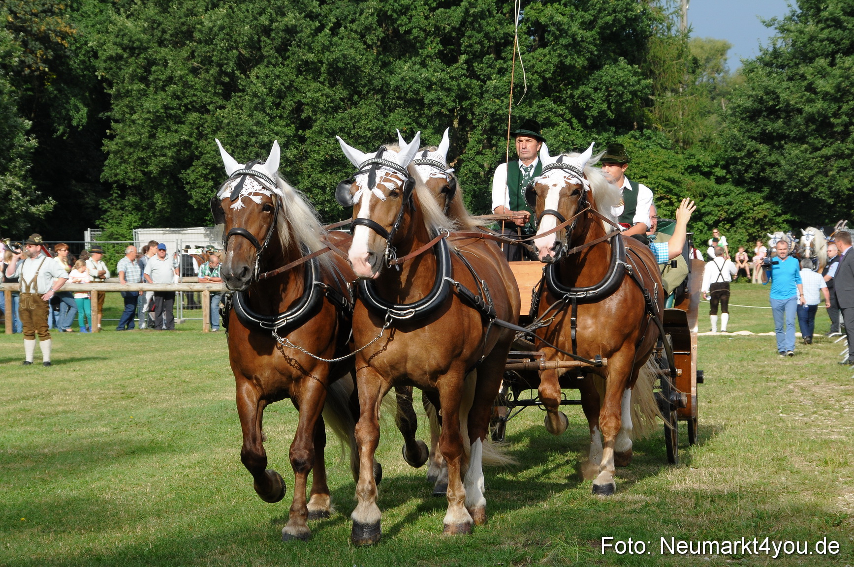Pferde und Fohlenschau 190813 0002