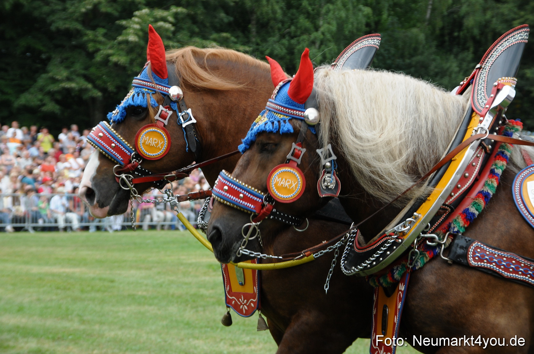 Pferde und Fohlenschau 190813 0019