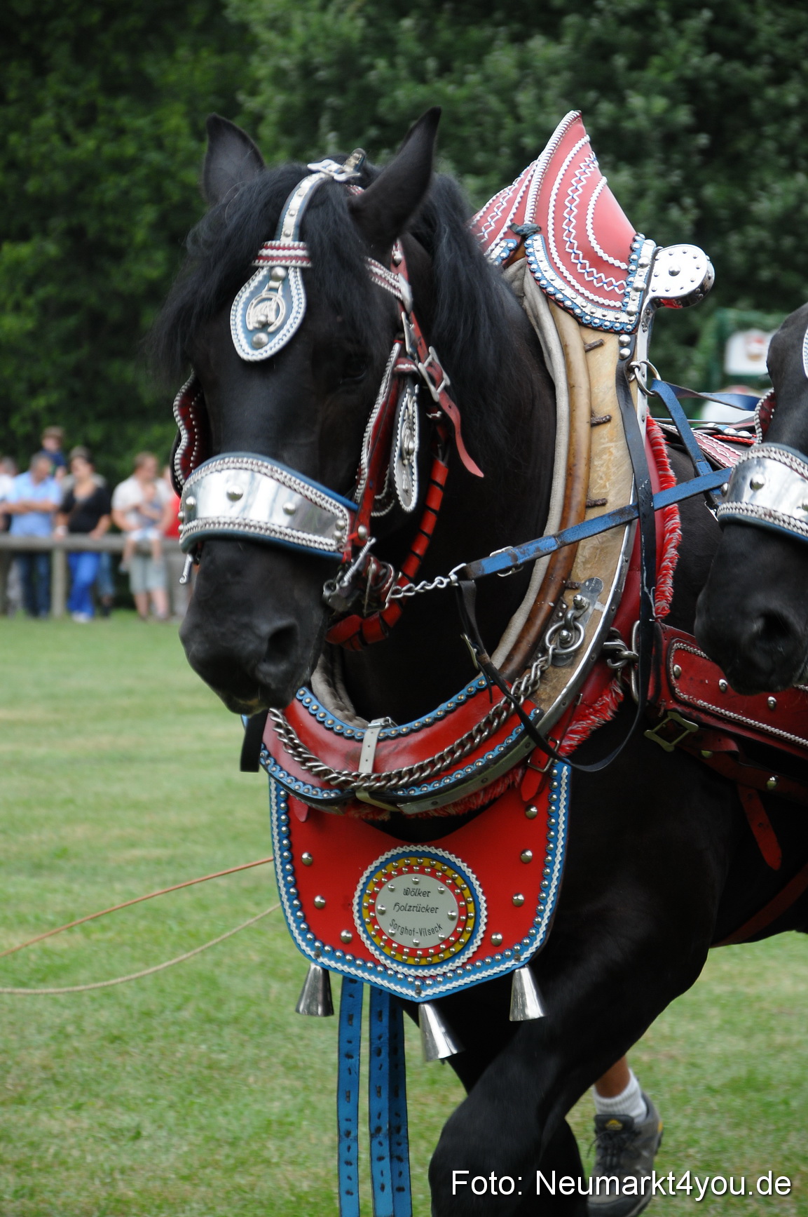 Pferde und Fohlenschau 190813 0023