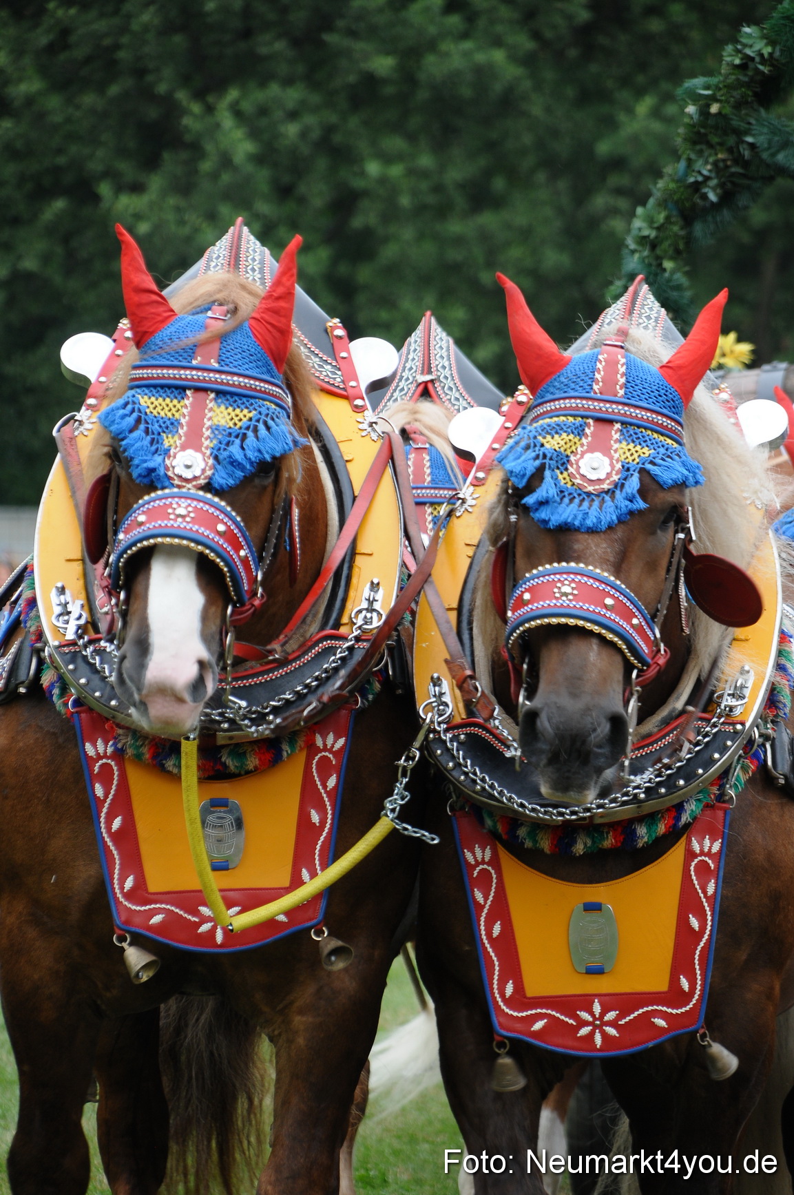 Pferde und Fohlenschau 190813 0024