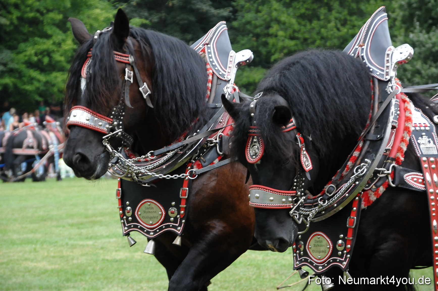 Pferde und Fohlenschau 190813 0026