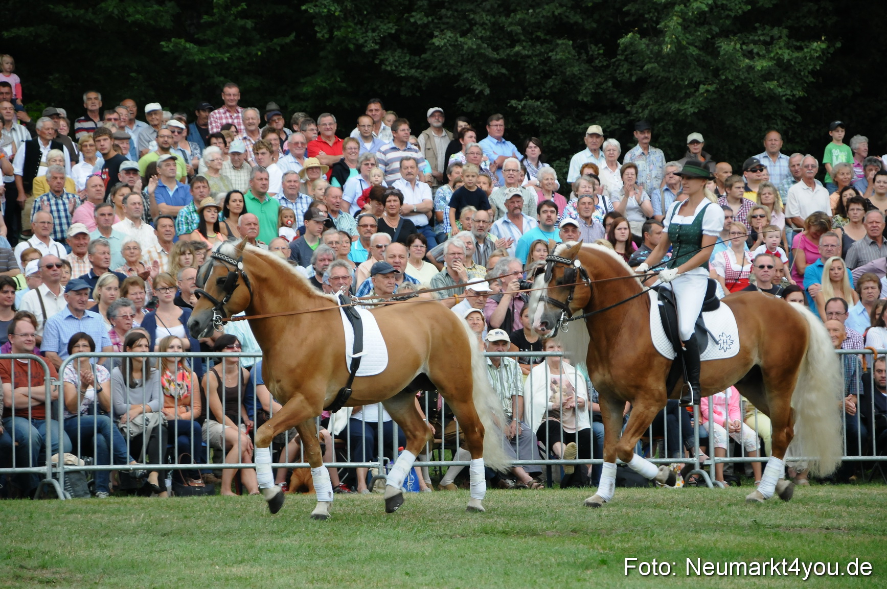 Pferde und Fohlenschau 190813 0027