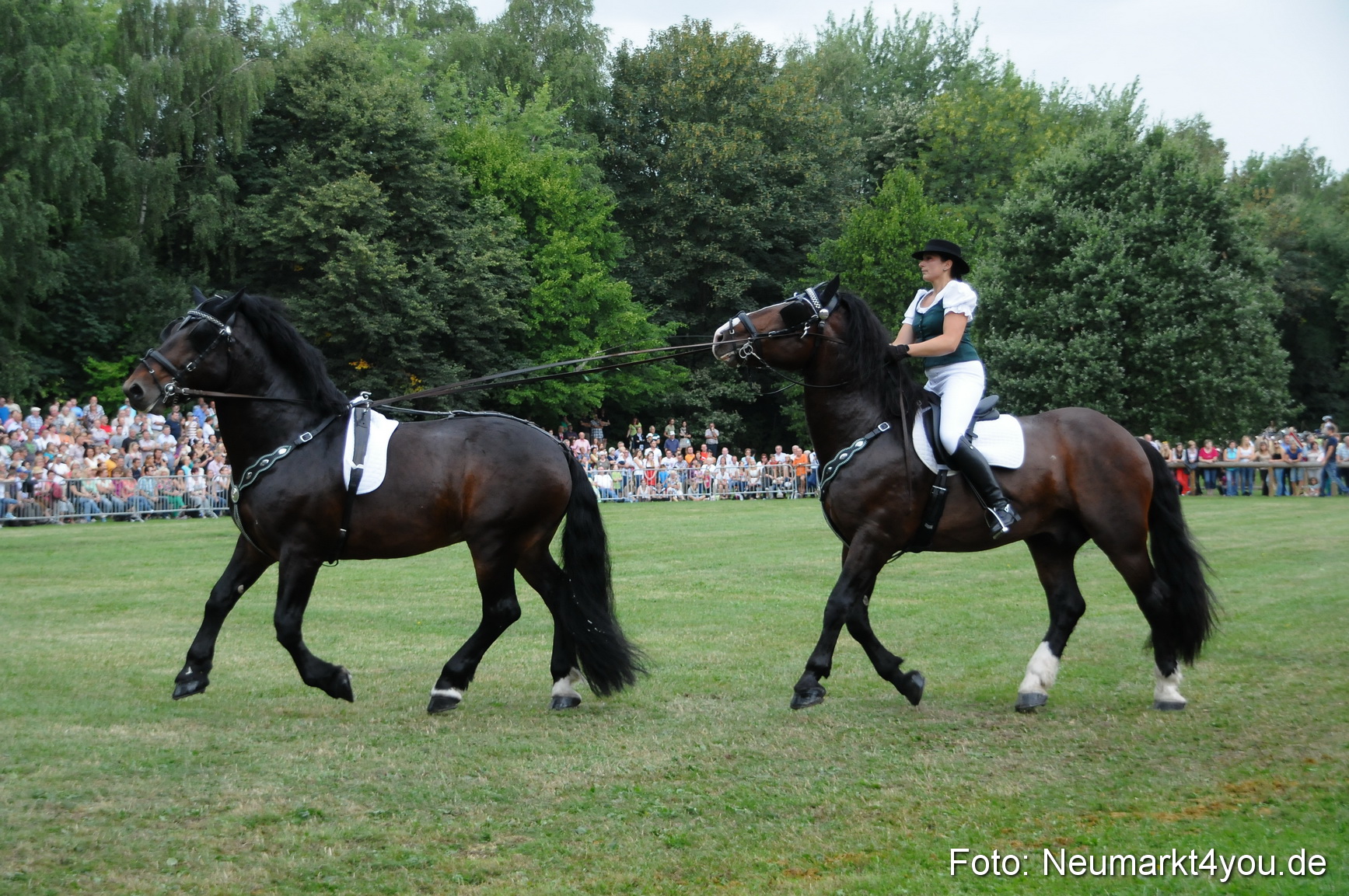 Pferde und Fohlenschau 190813 0028