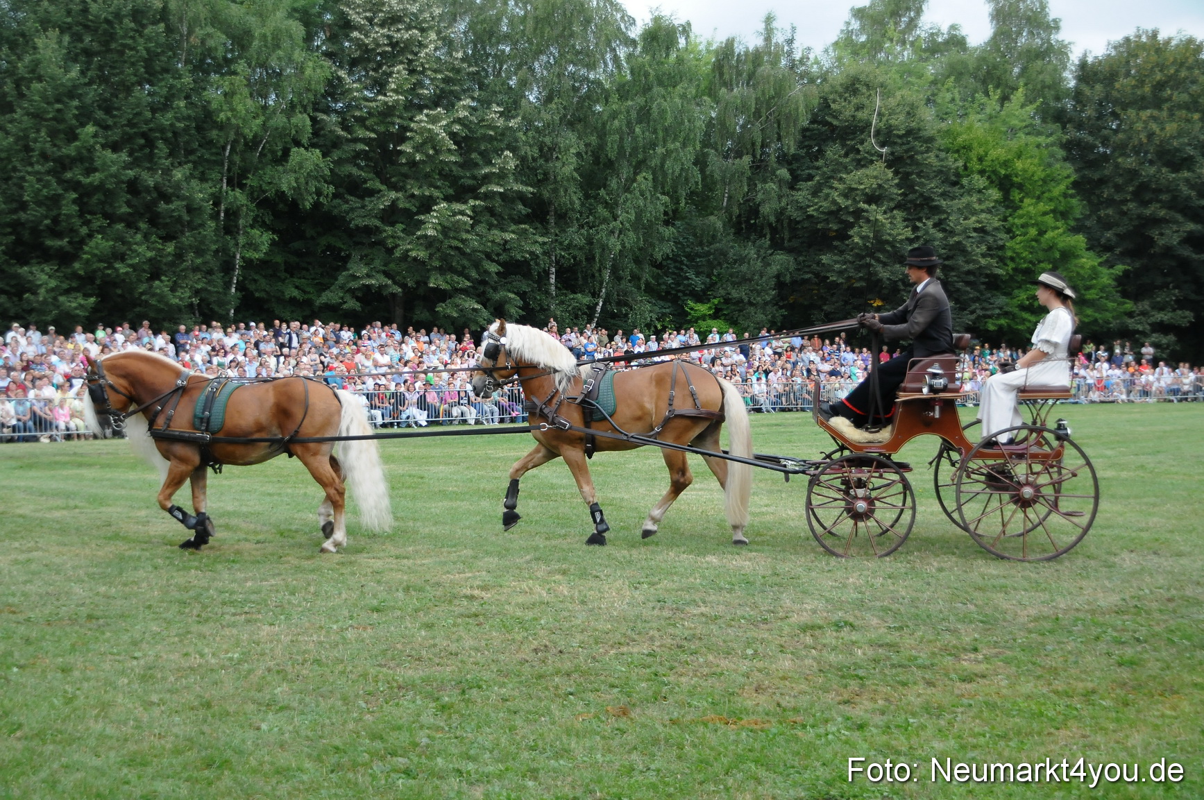 Pferde und Fohlenschau 190813 0029