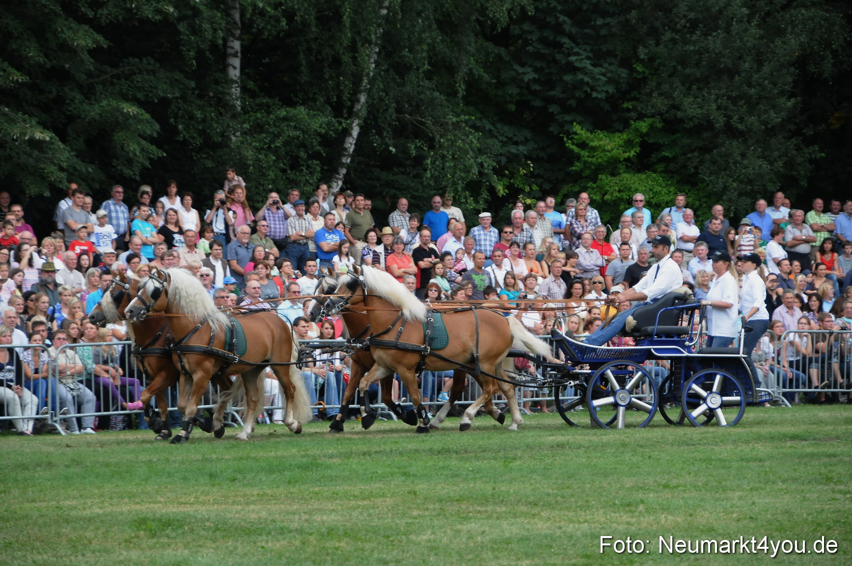 Pferde und Fohlenschau 190813 0030