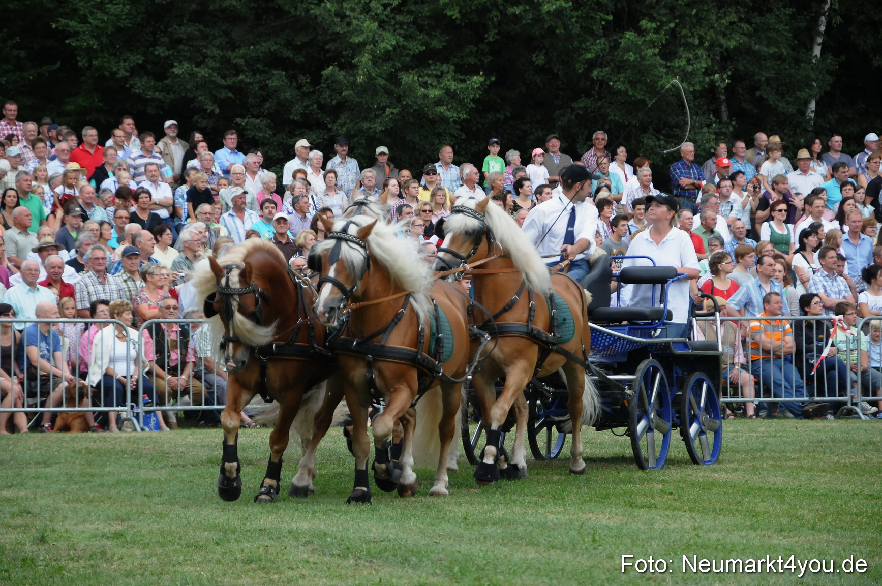 Pferde und Fohlenschau 190813 0031