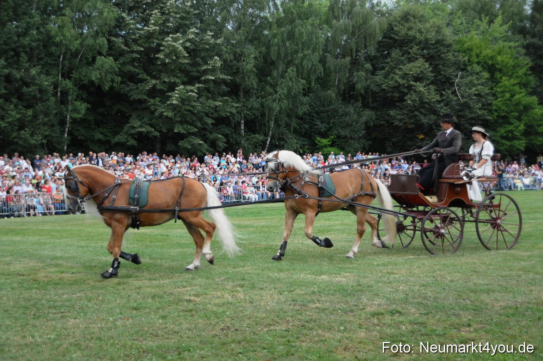 Pferde und Fohlenschau 190813 0033