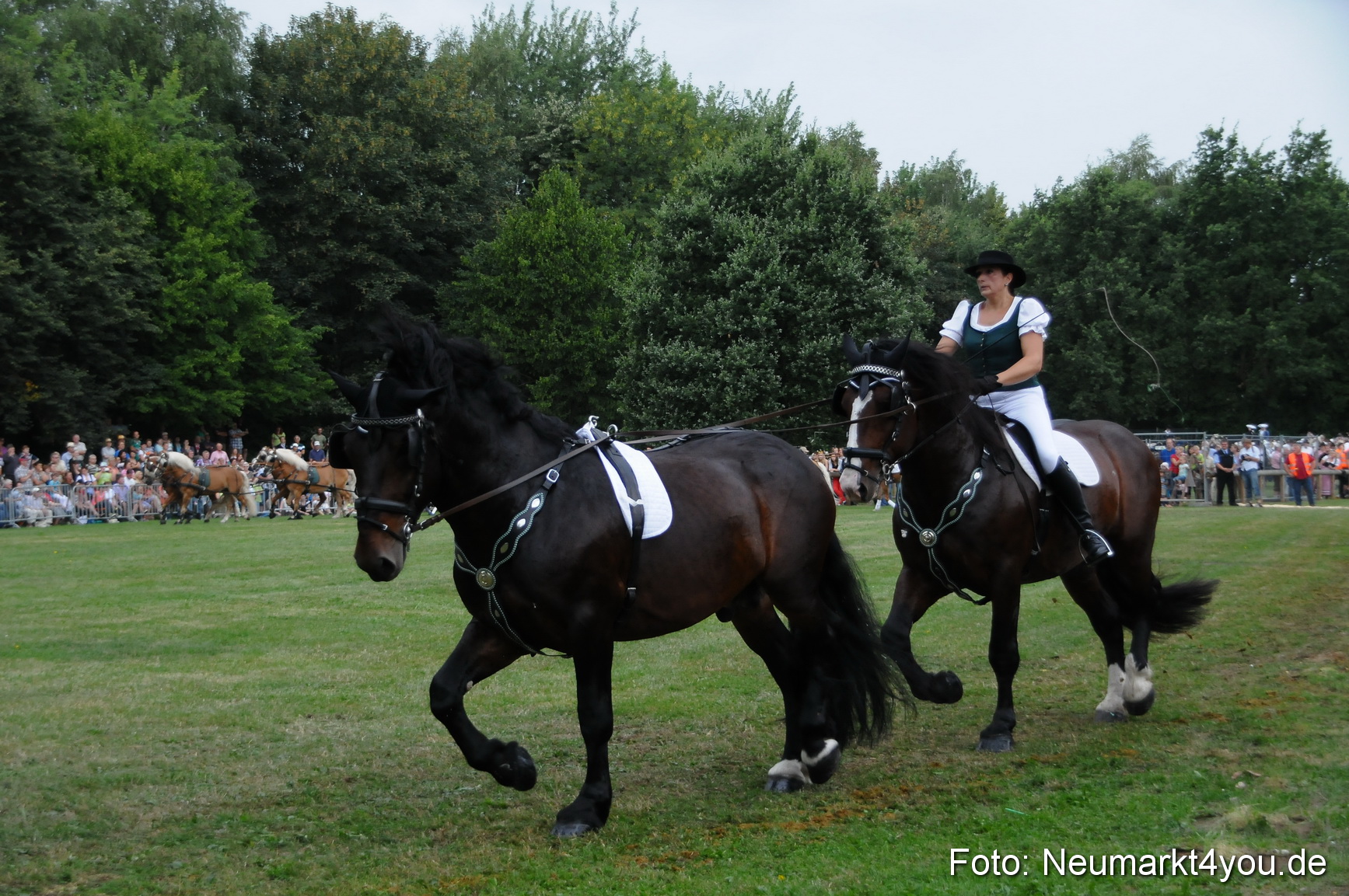 Pferde und Fohlenschau 190813 0034
