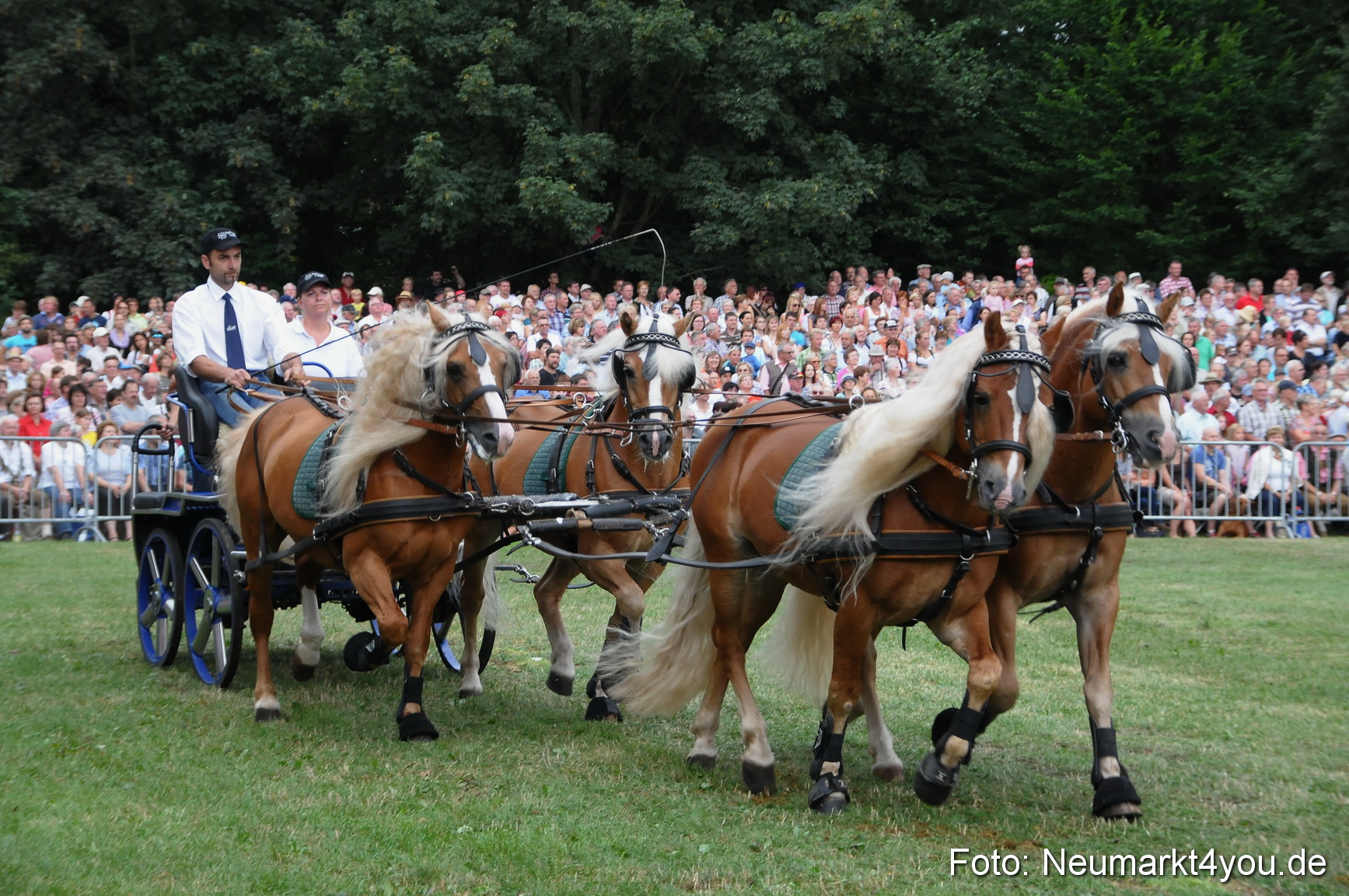 Pferde und Fohlenschau 190813 0035