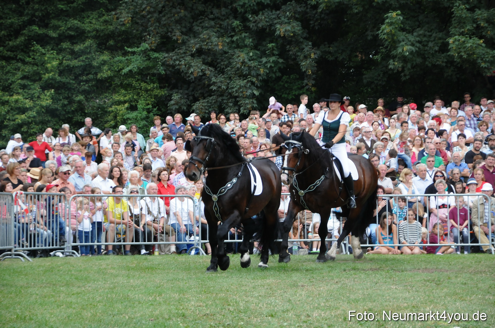 Pferde und Fohlenschau 190813 0036