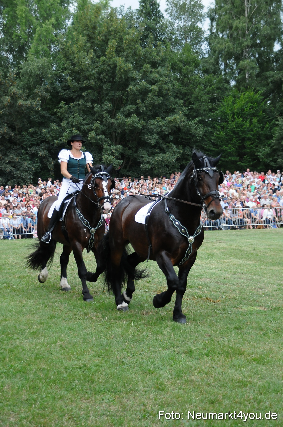 Pferde und Fohlenschau 190813 0037