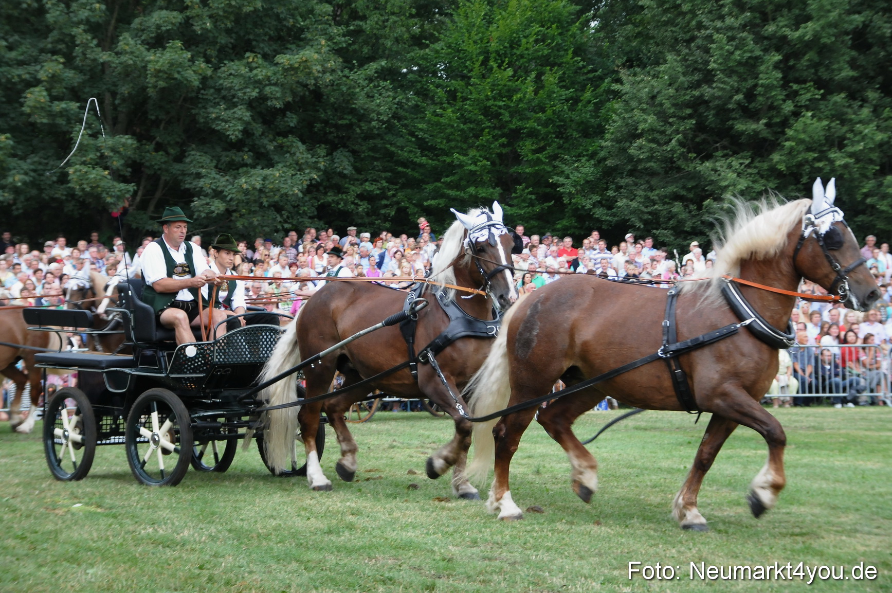 Pferde und Fohlenschau 190813 0039