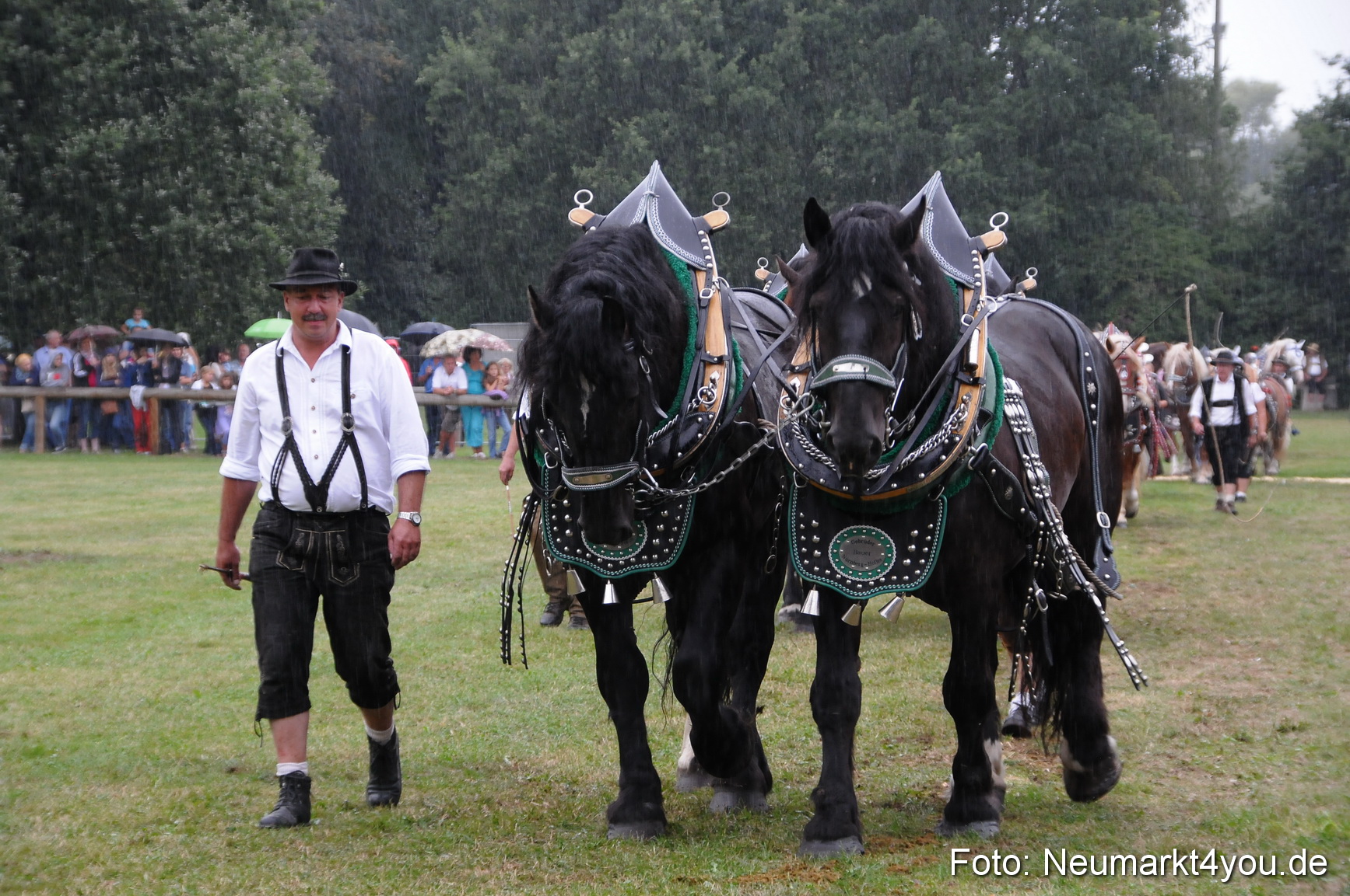 Pferde und Fohlenschau 190813 0050