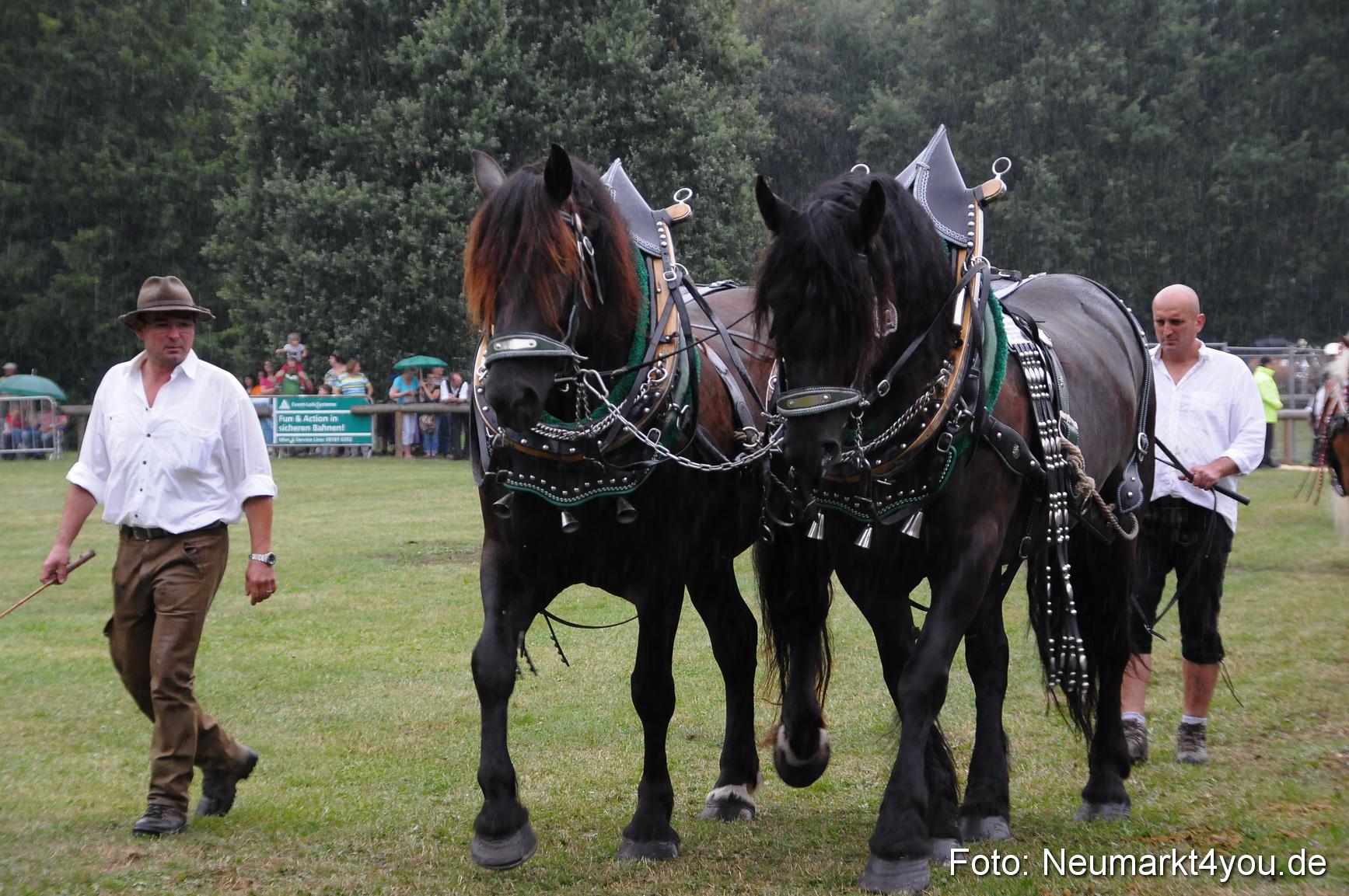 Pferde und Fohlenschau 190813 0051